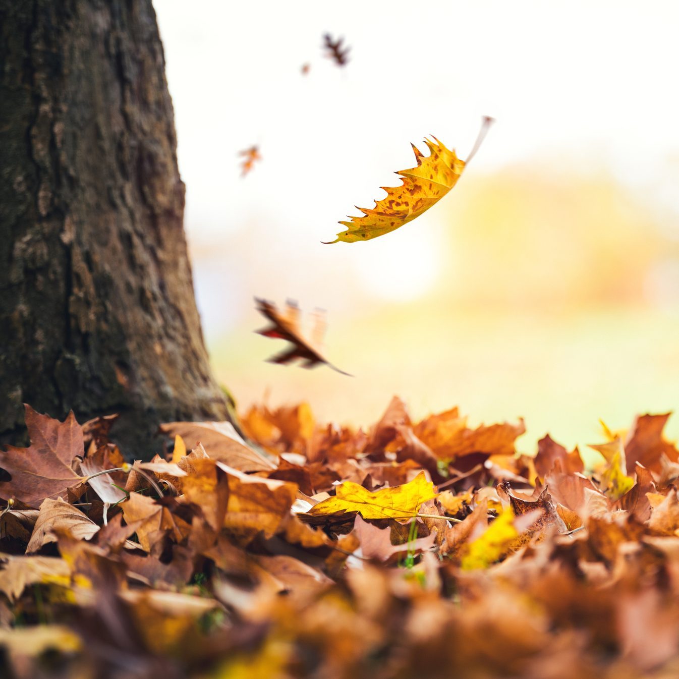 Leaf Mulchers: What to Know Before You Buy
