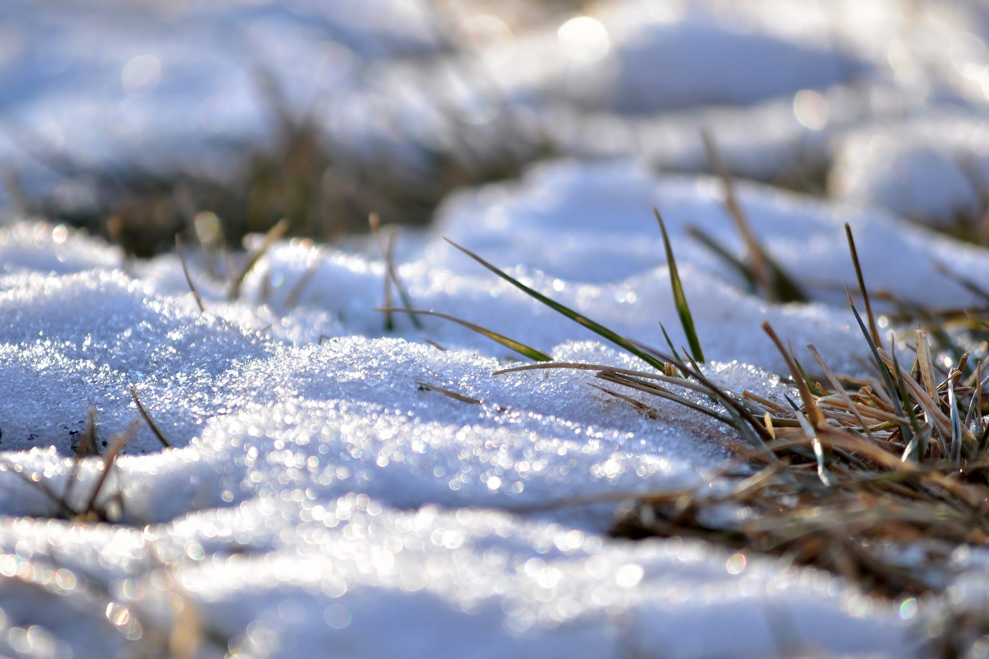 The Quickest Way to Revive Your Lawn After Winter