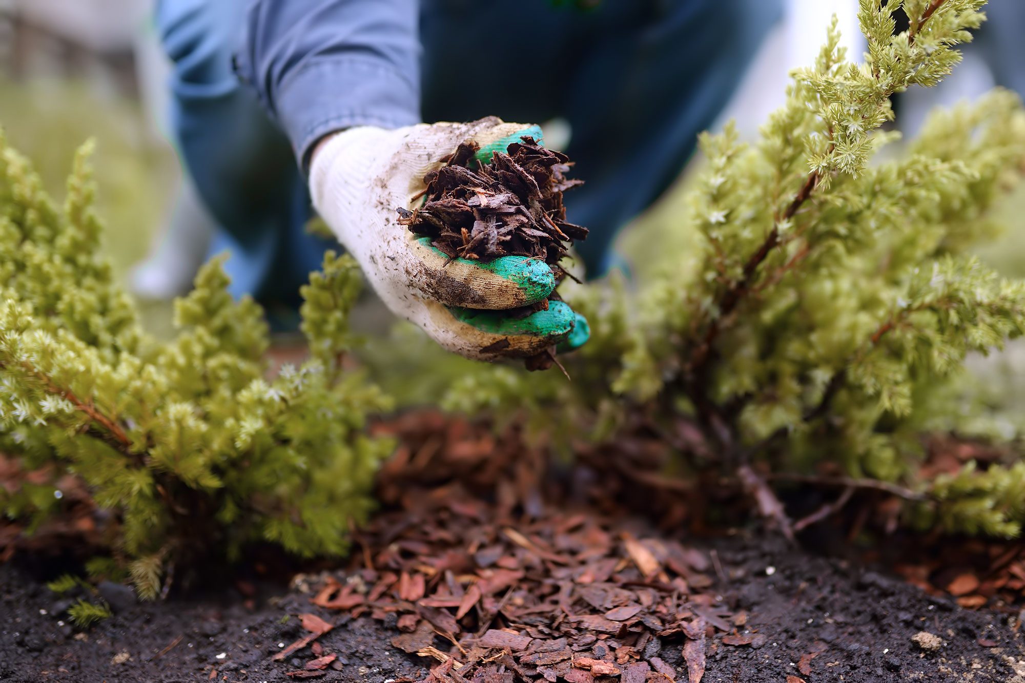 6 Best Types of Mulch to Use in Your Landscape