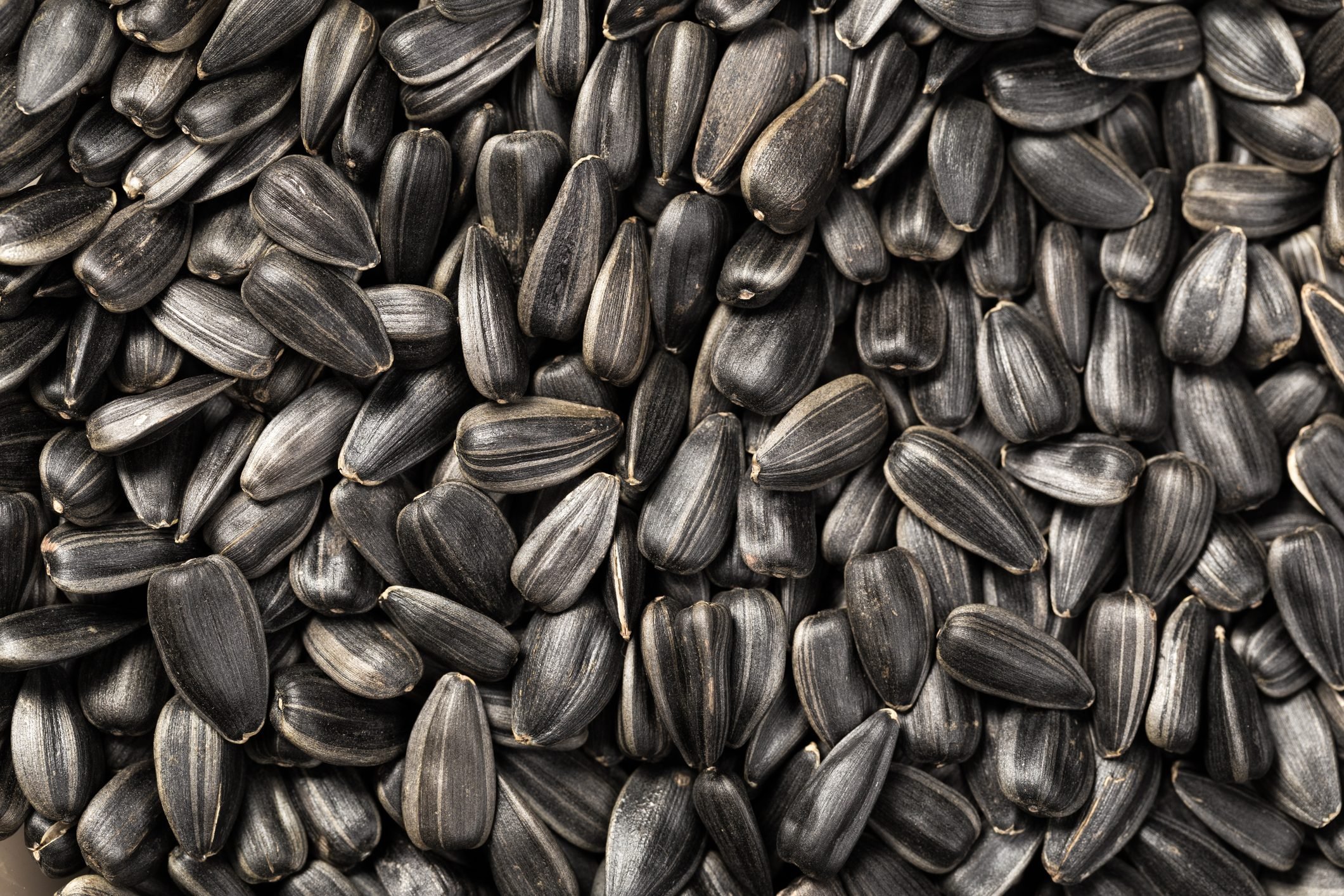 What Are Black Oil Sunflower Seeds?
