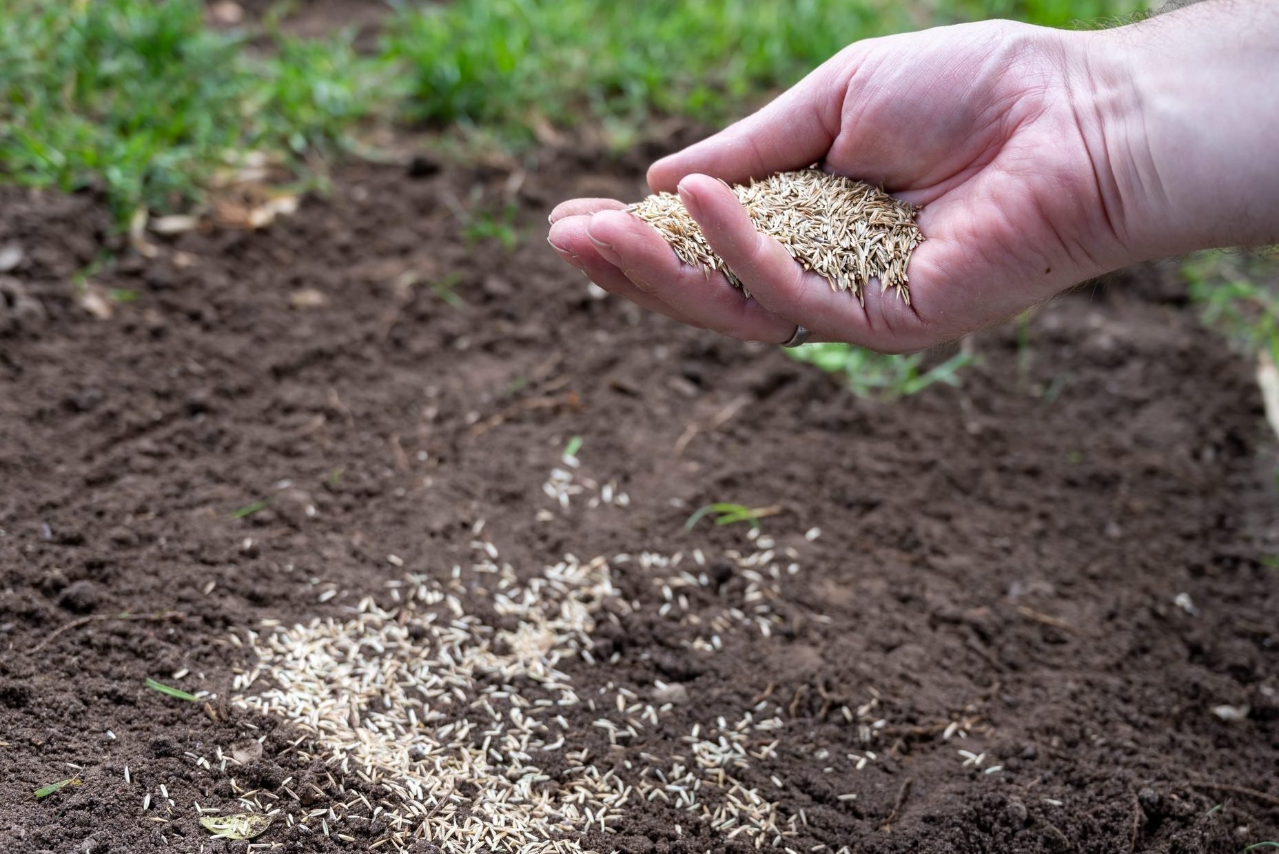 How Late in the Year Can You Plant Grass Seed?