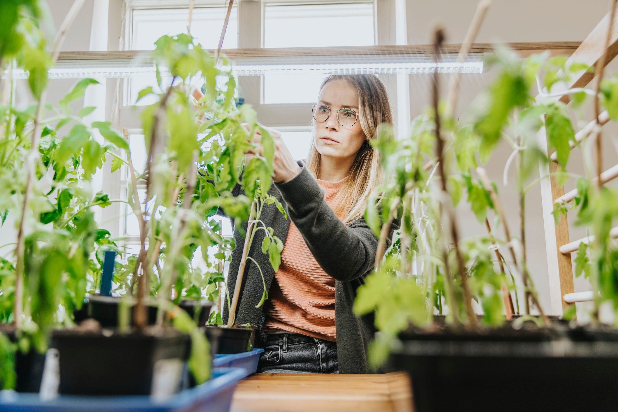 How To Use Grow Lights To Grow Healthy Plants Indoors