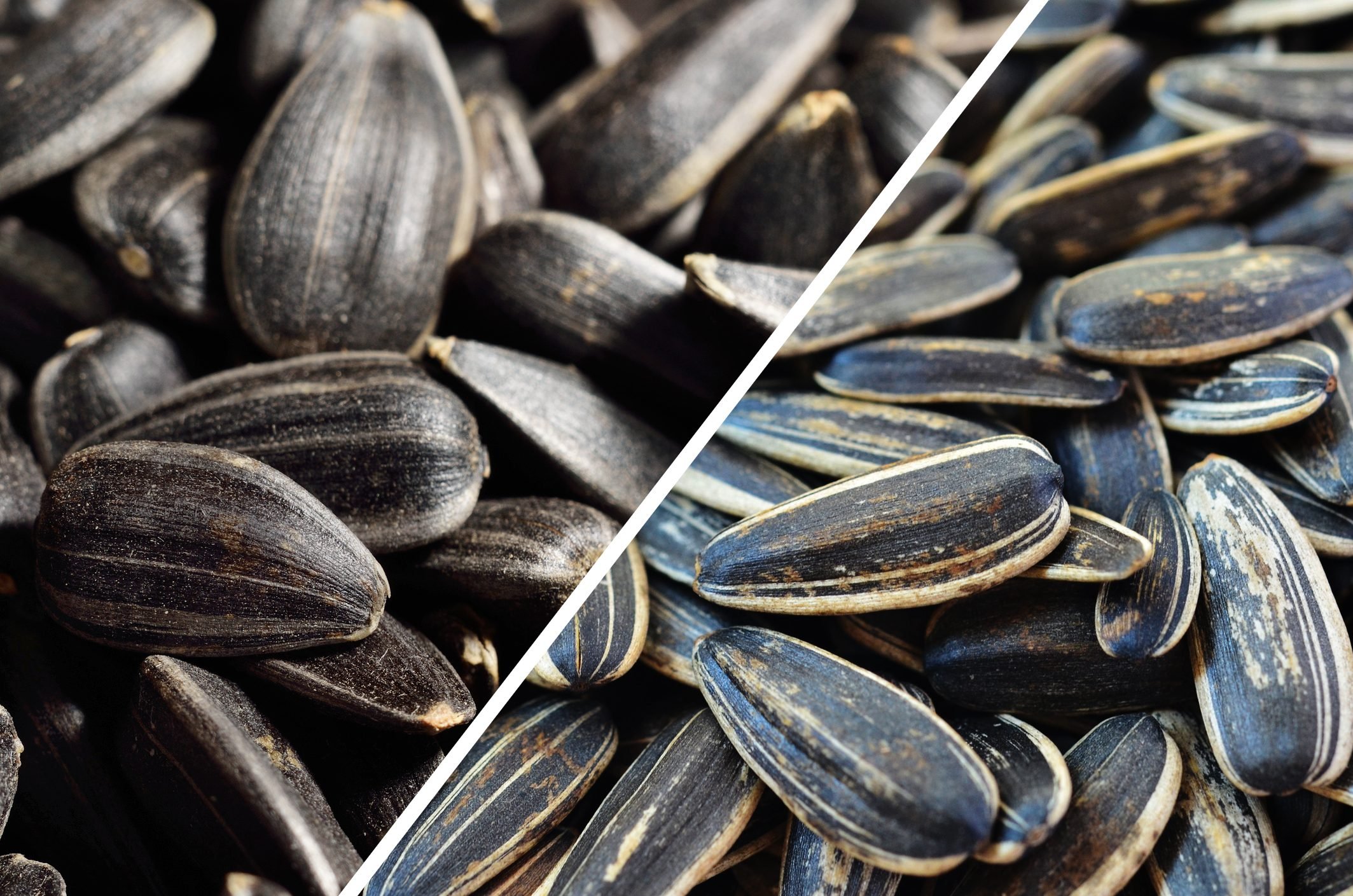 Black Oil Sunflower Seeds vs. Striped | The Family Handyman 