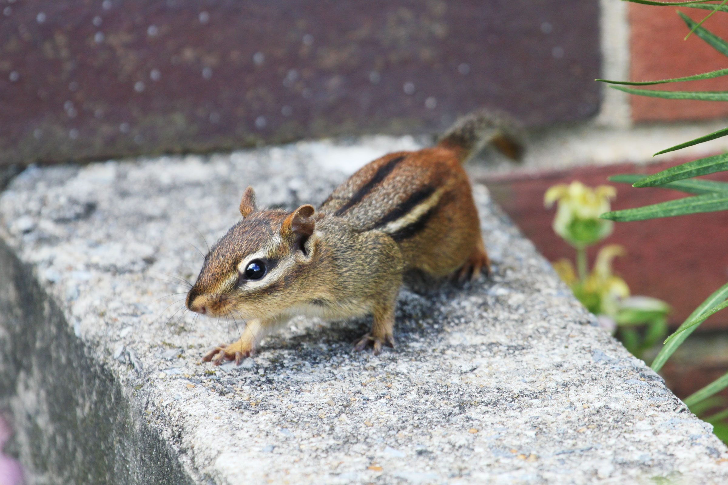 How To Get Rid of Chipmunks