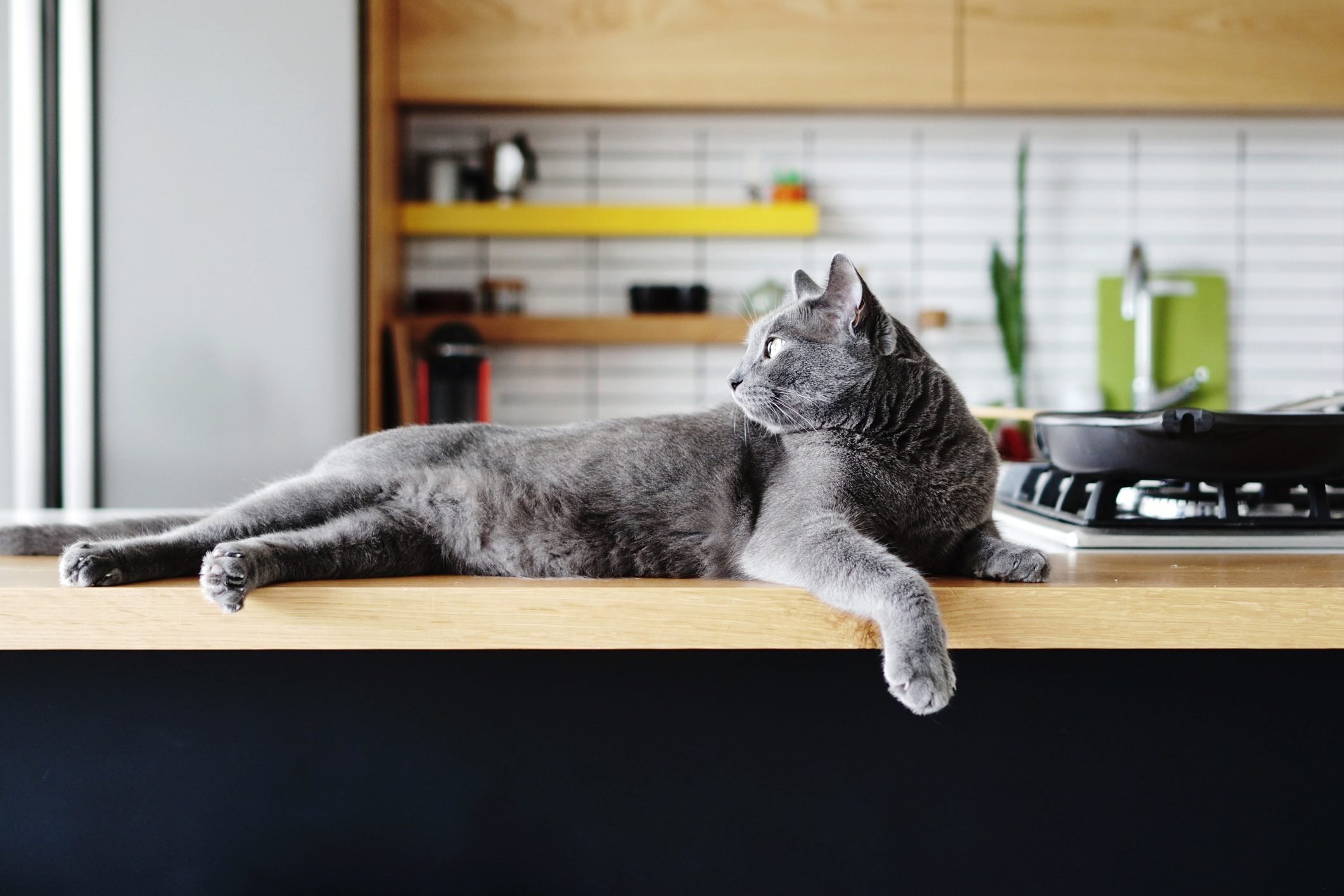 5 Simple Ways for Getting Rid of Cat Smell