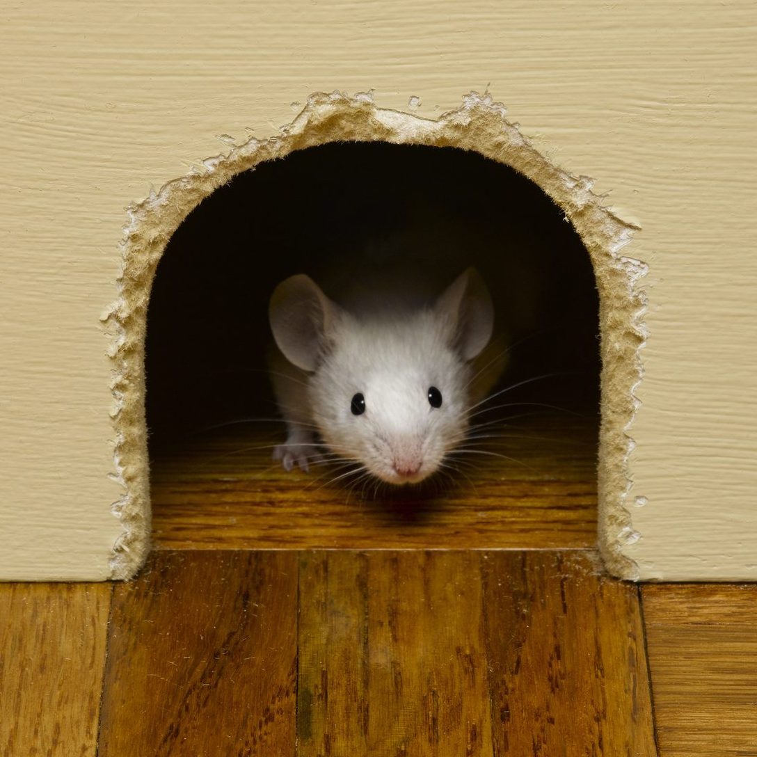 12 Ways To Keep Mice Out of Your Cabin During Winter