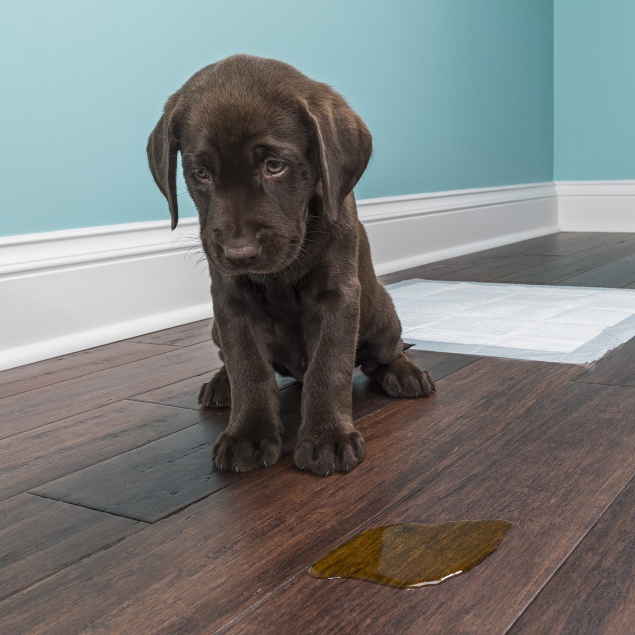 Stop puppy hotsell peeing on carpet