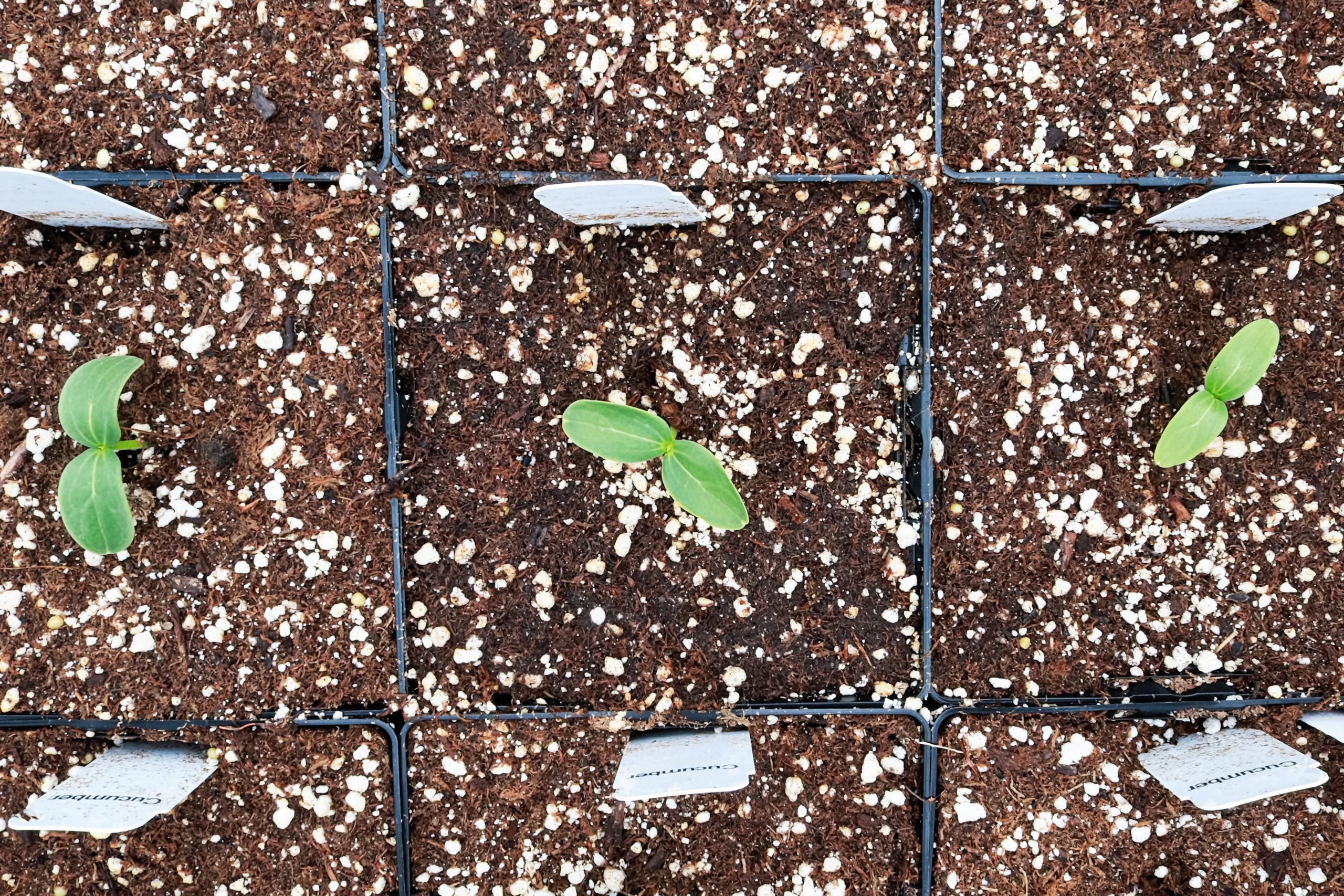 A row of cucumber seedings with labels growing in pots