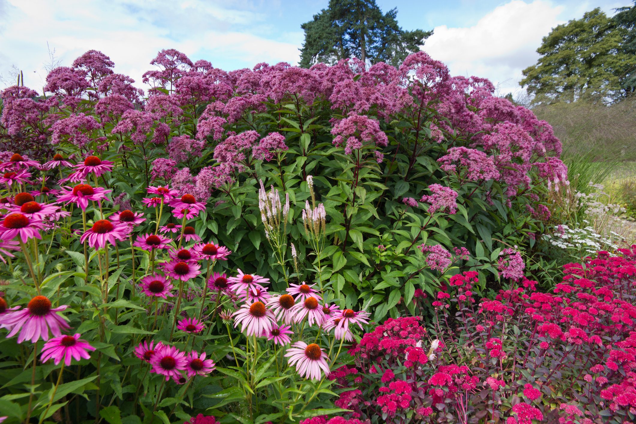 12 Best Native Plants for Northern Gardeners