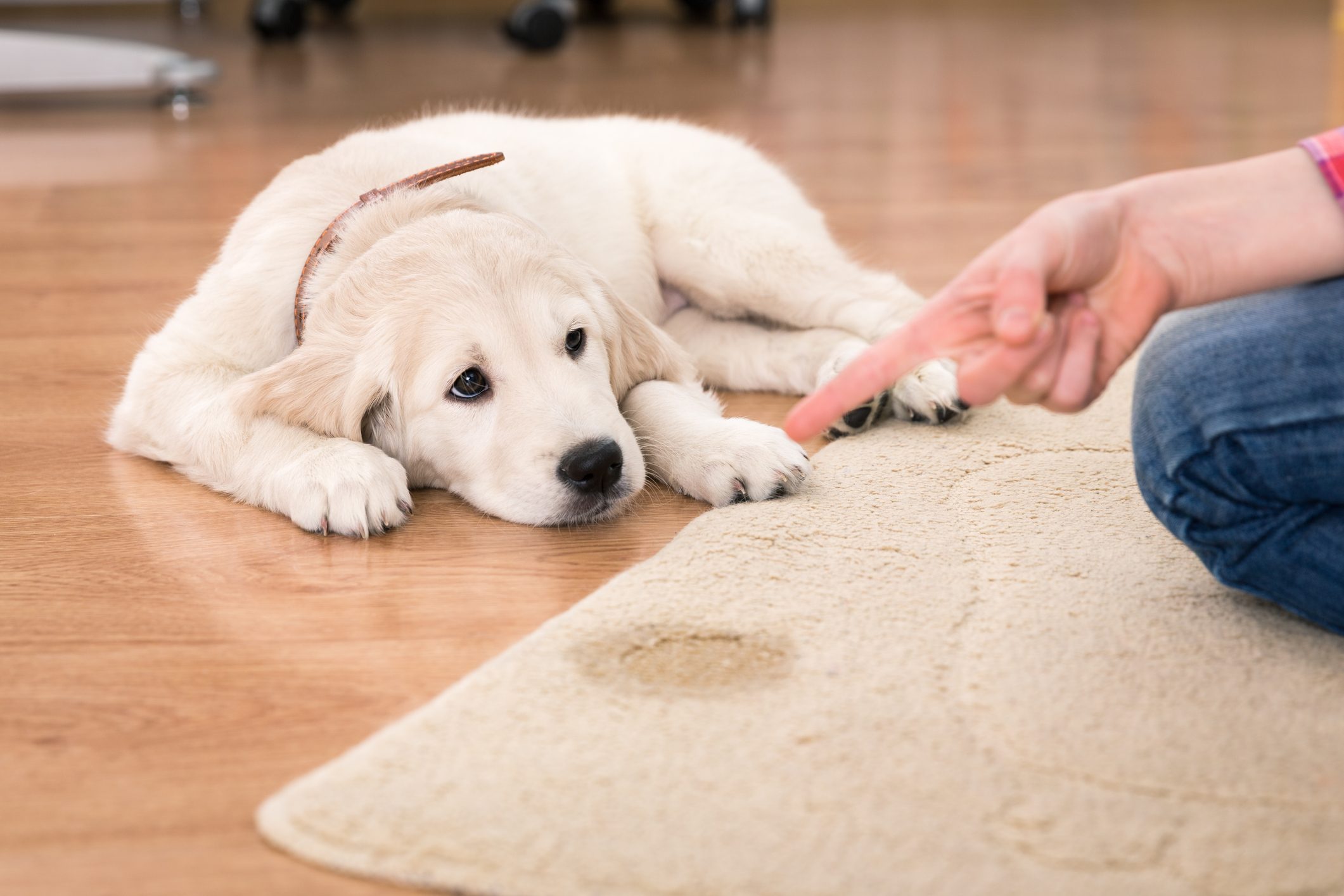 should you rub your dogs nose in poop