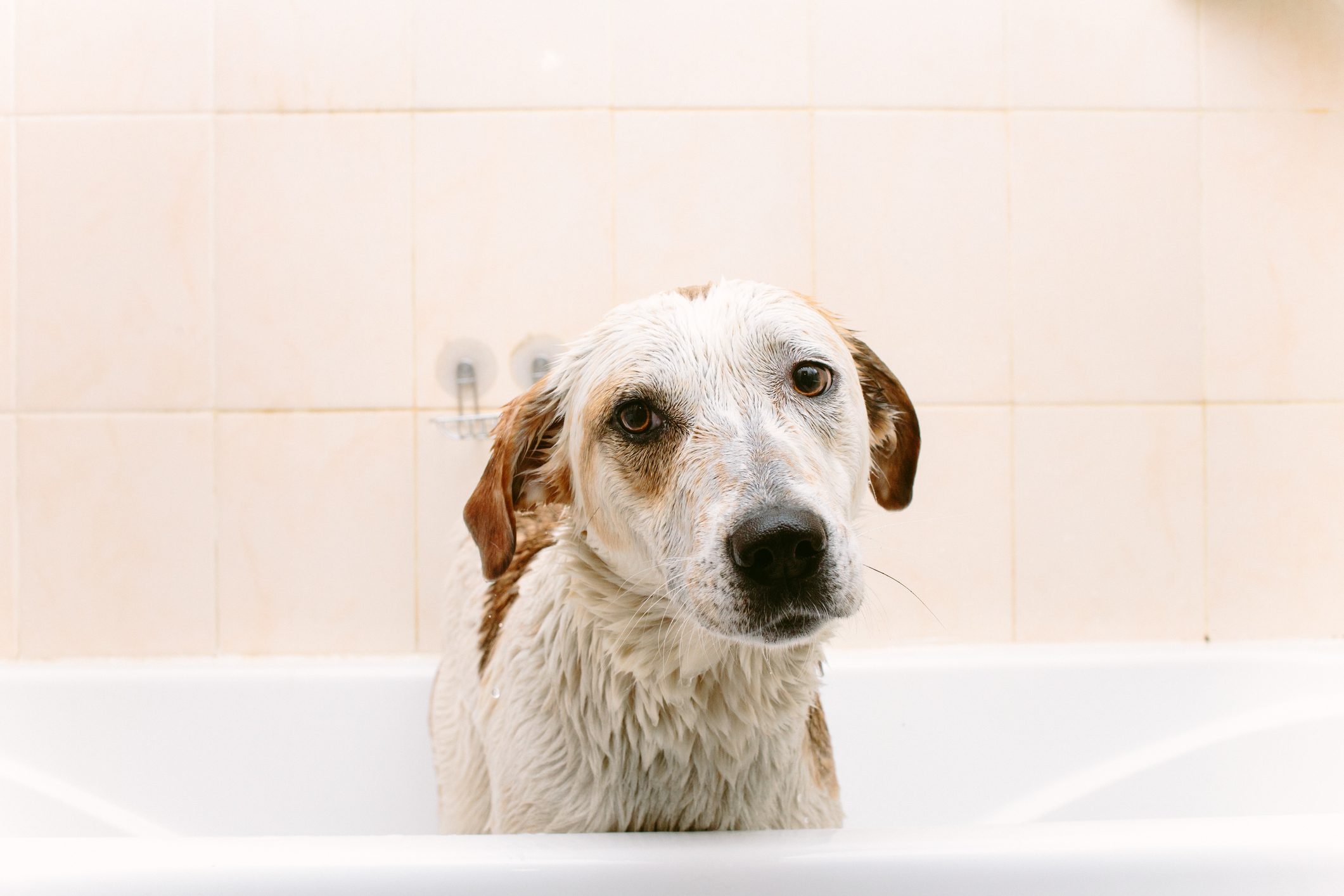 5 Tips for Getting Dog Smell Out of House | The Family Handyman