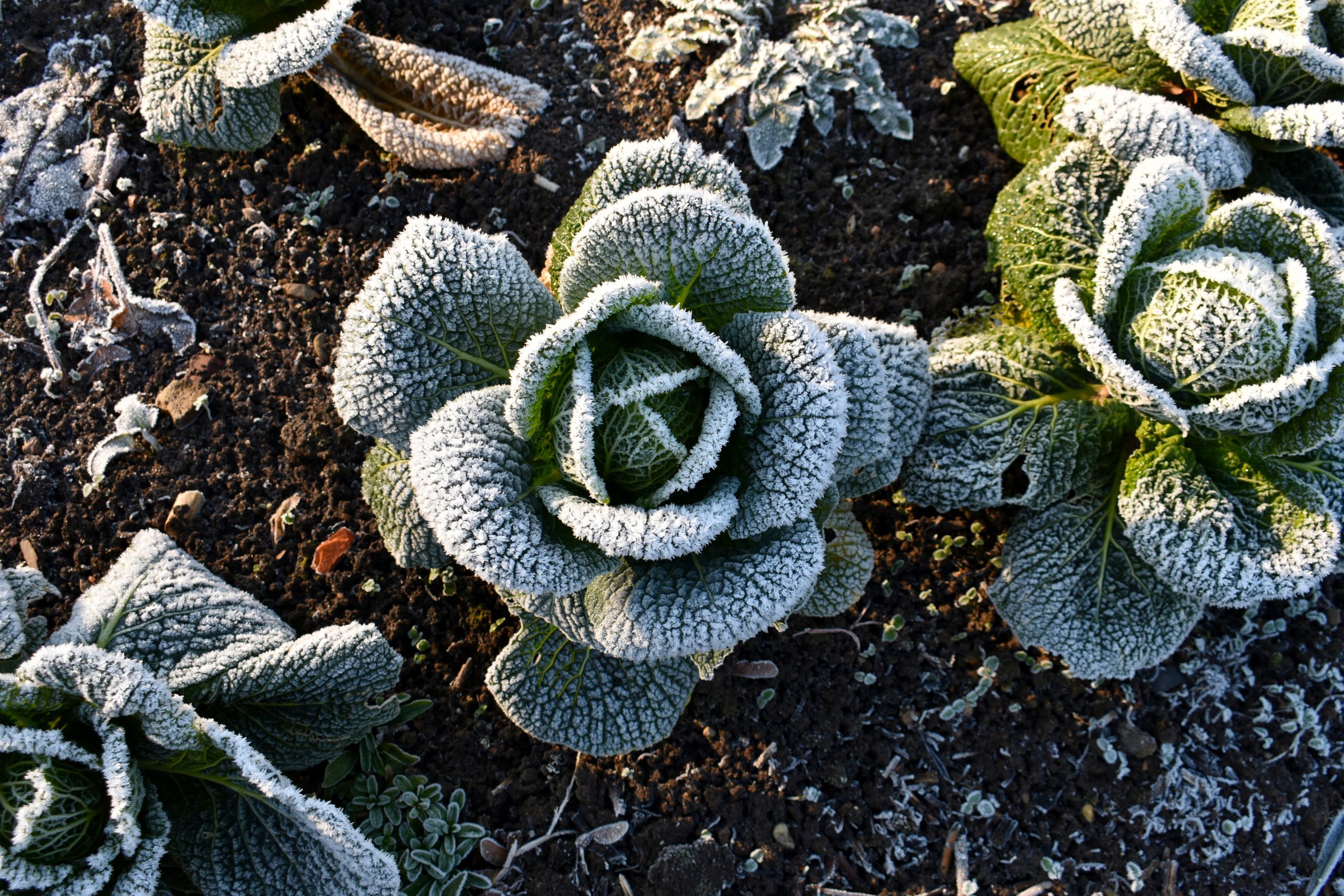 9 Vegetables To Plant in Winter