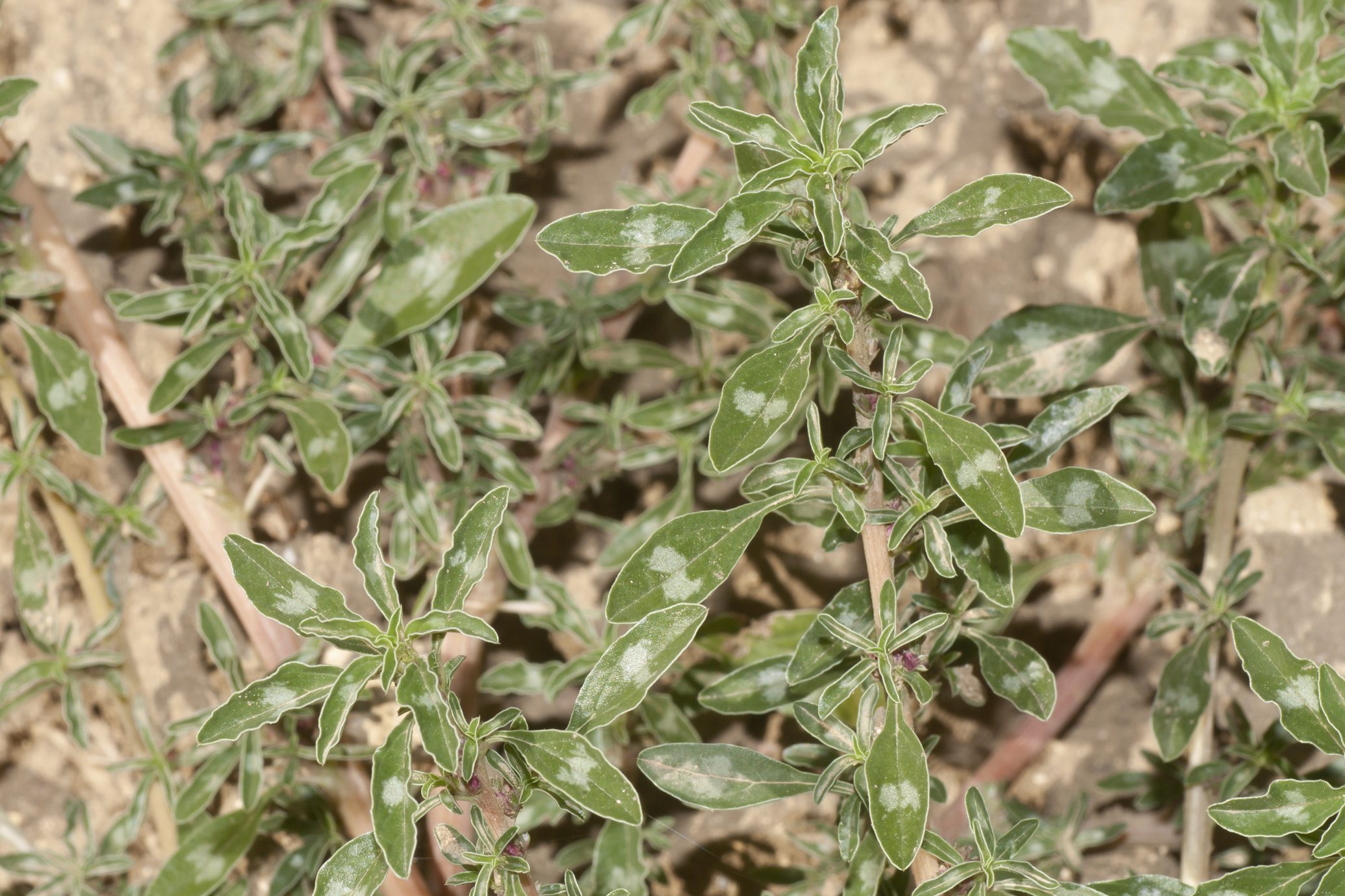 What Is Pigweed and How Do I Get Rid of It?