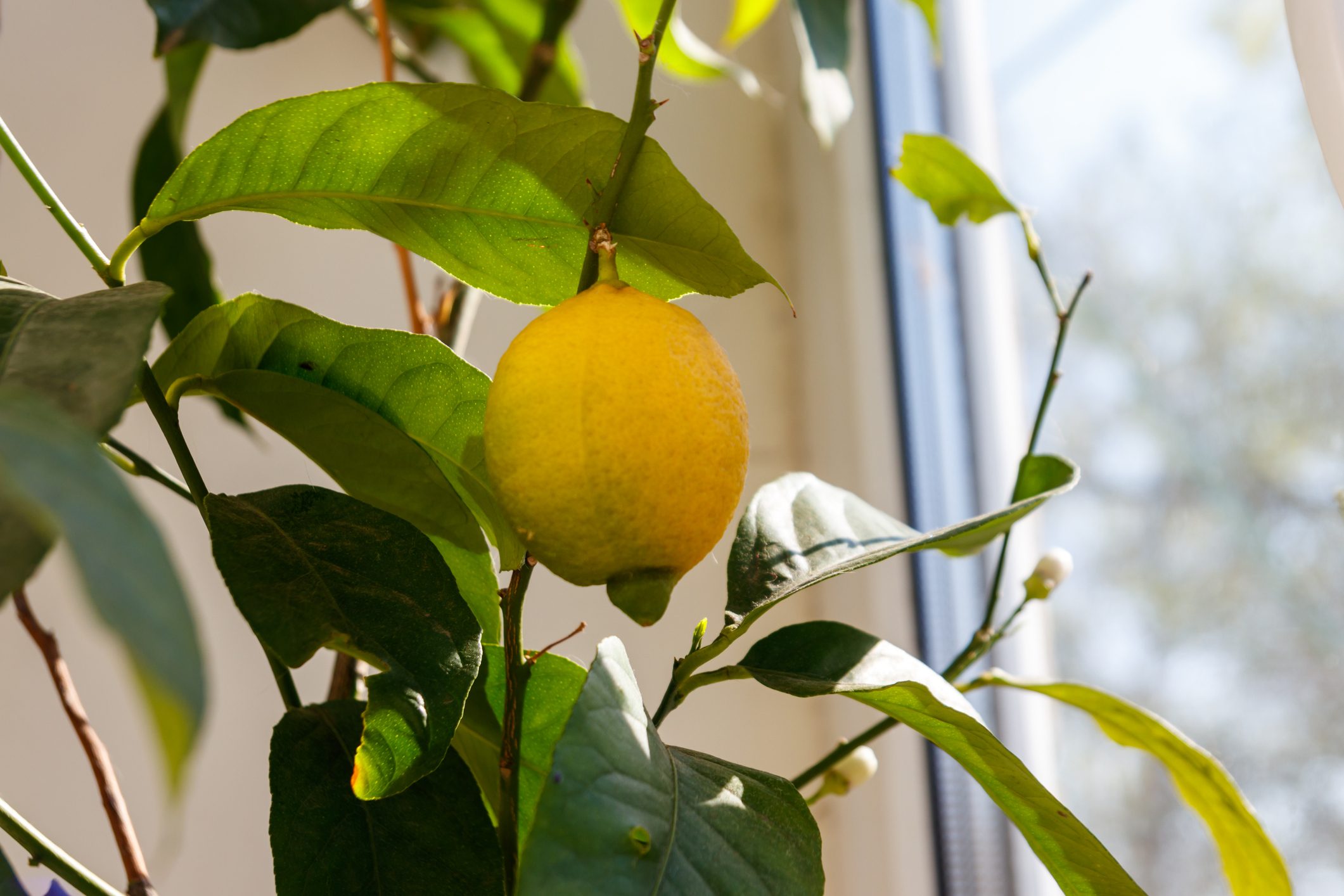 Here's Why You Should Grow Lemon Trees in Your House During Winter