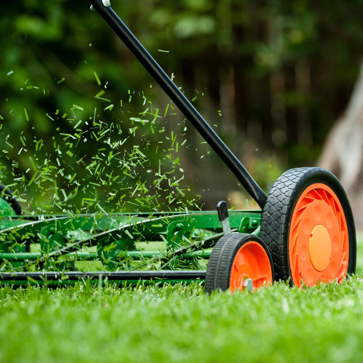 7 Organic Lawn Care Tips to Try This Year