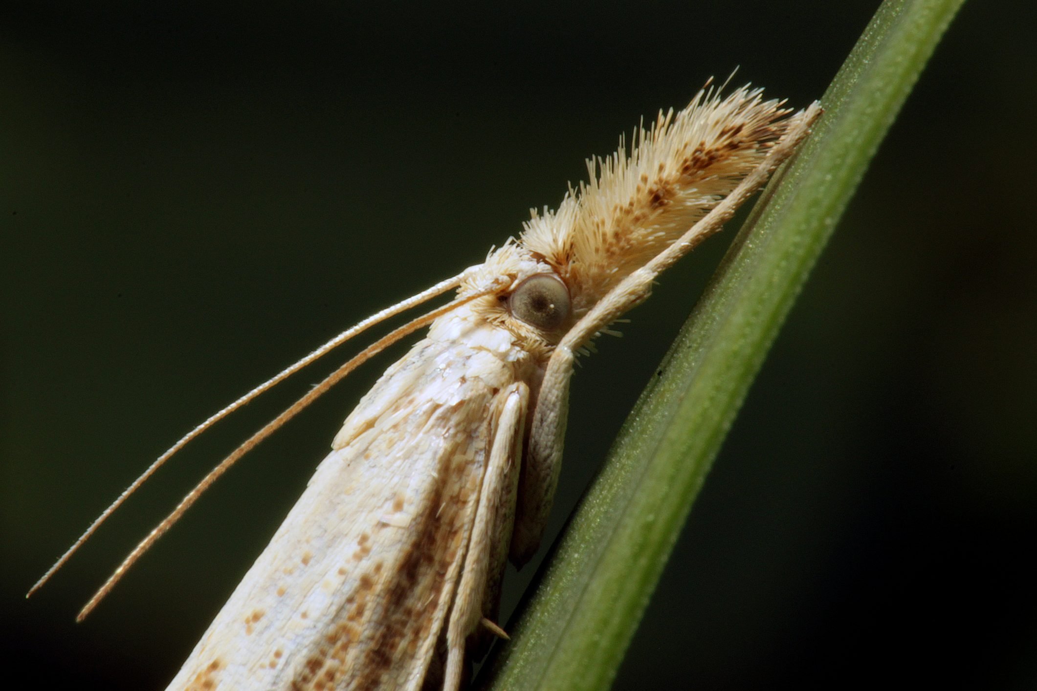 What Are Sod Webworms and How Do I Get Rid of Them?