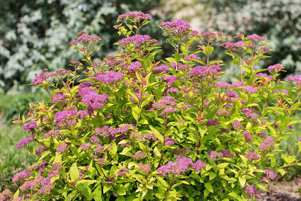 Spirea Little Spark Courtesy Bailey Nurseries