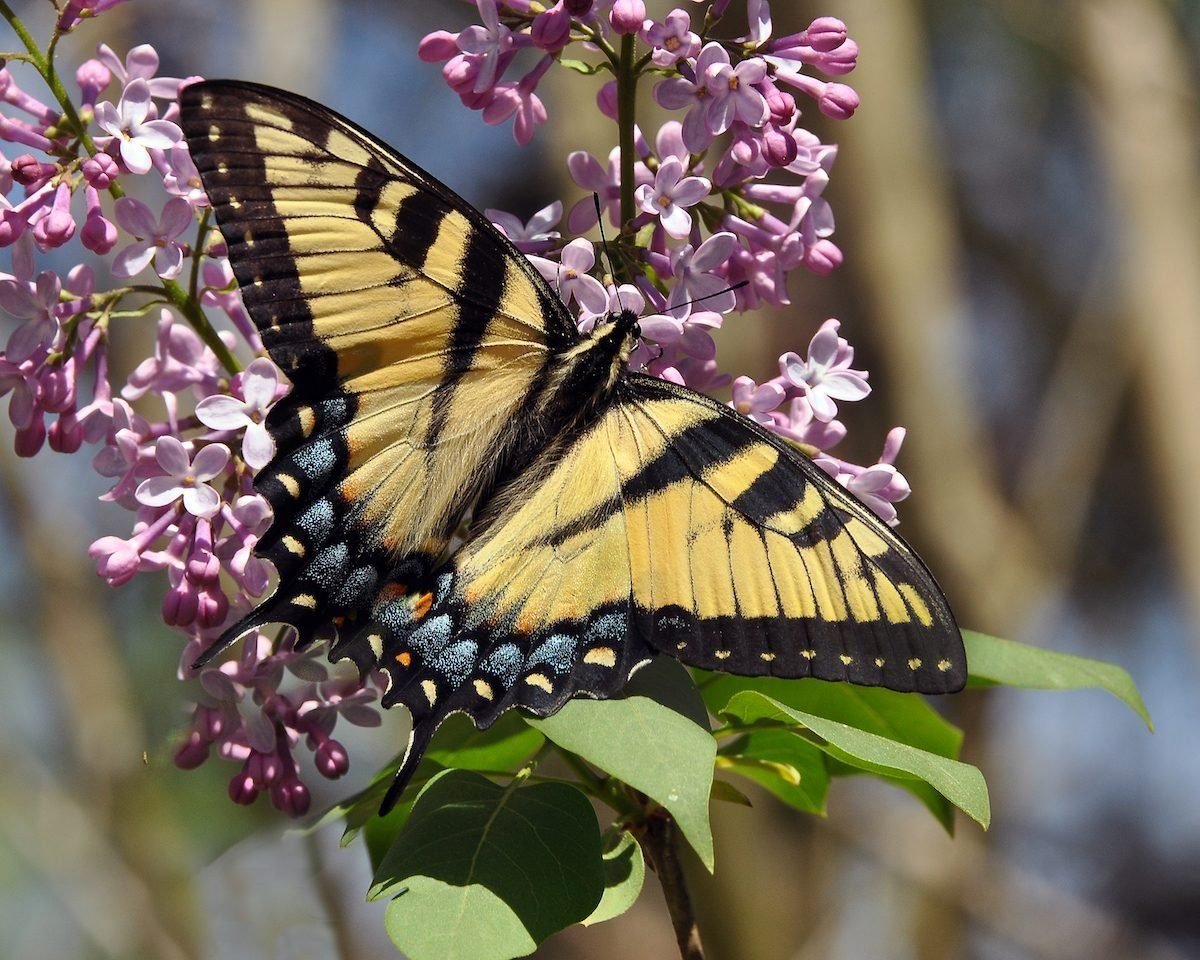 How and When to Prune Lilacs