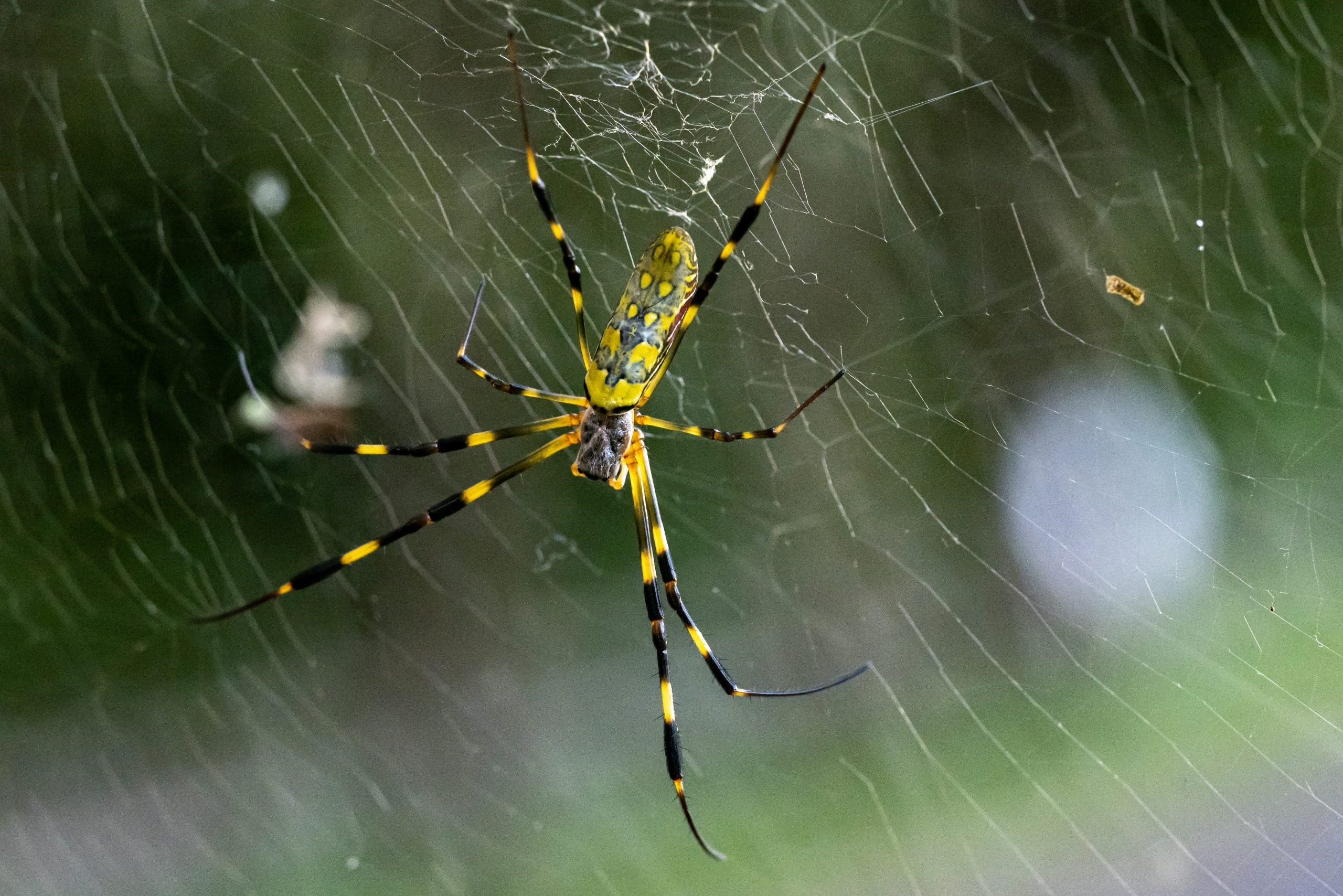 Spider - Predator, Web-building, Venom