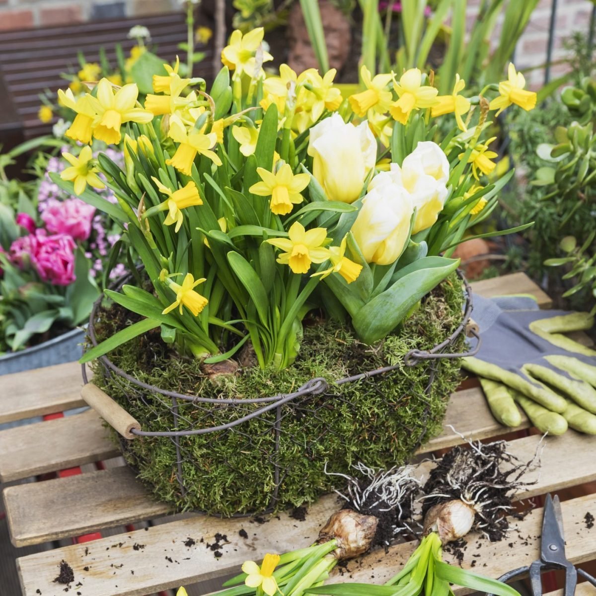 Can I Replant Potted Bulbs?