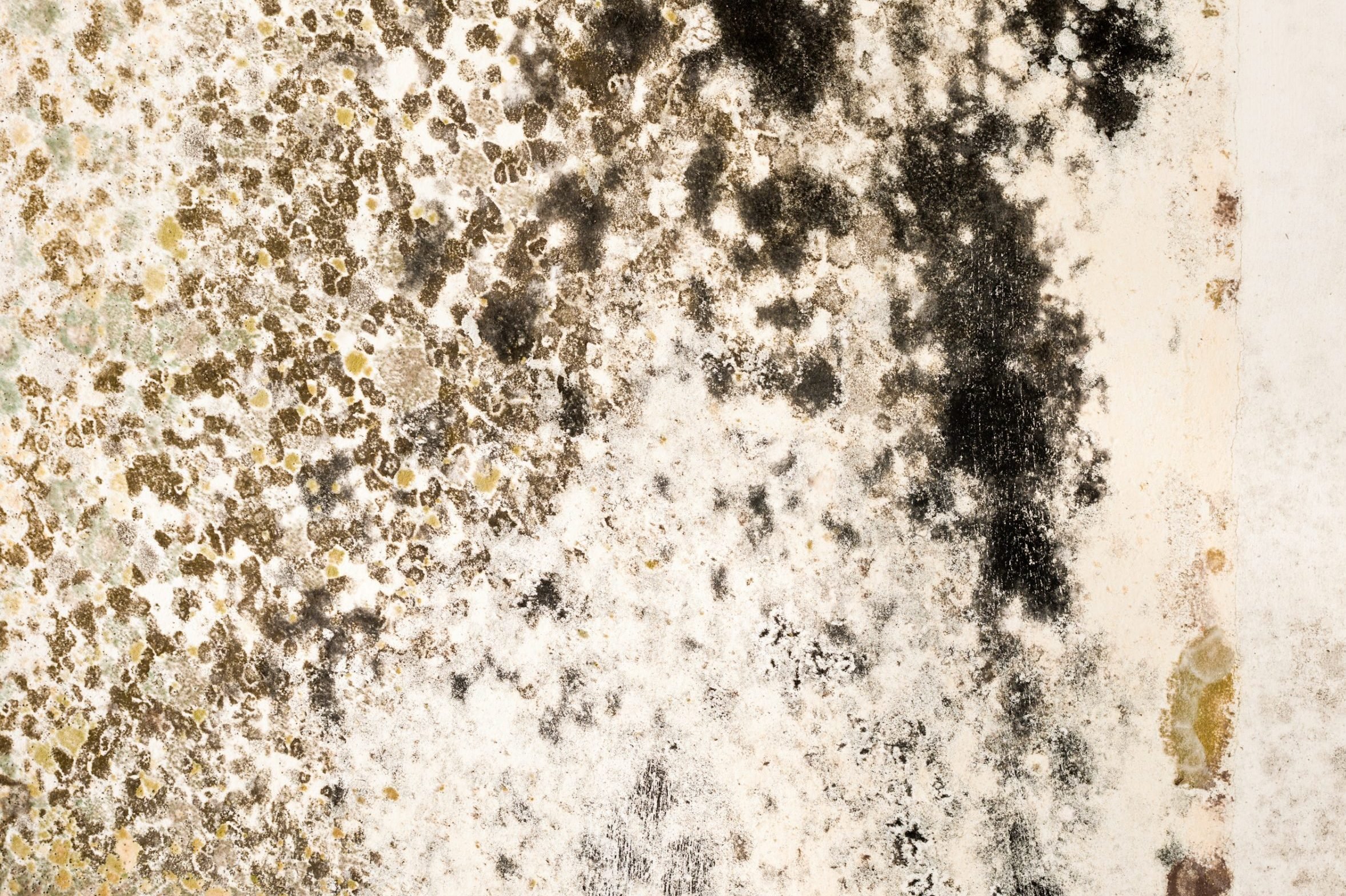 What's the Difference Between Mold and Mildew?