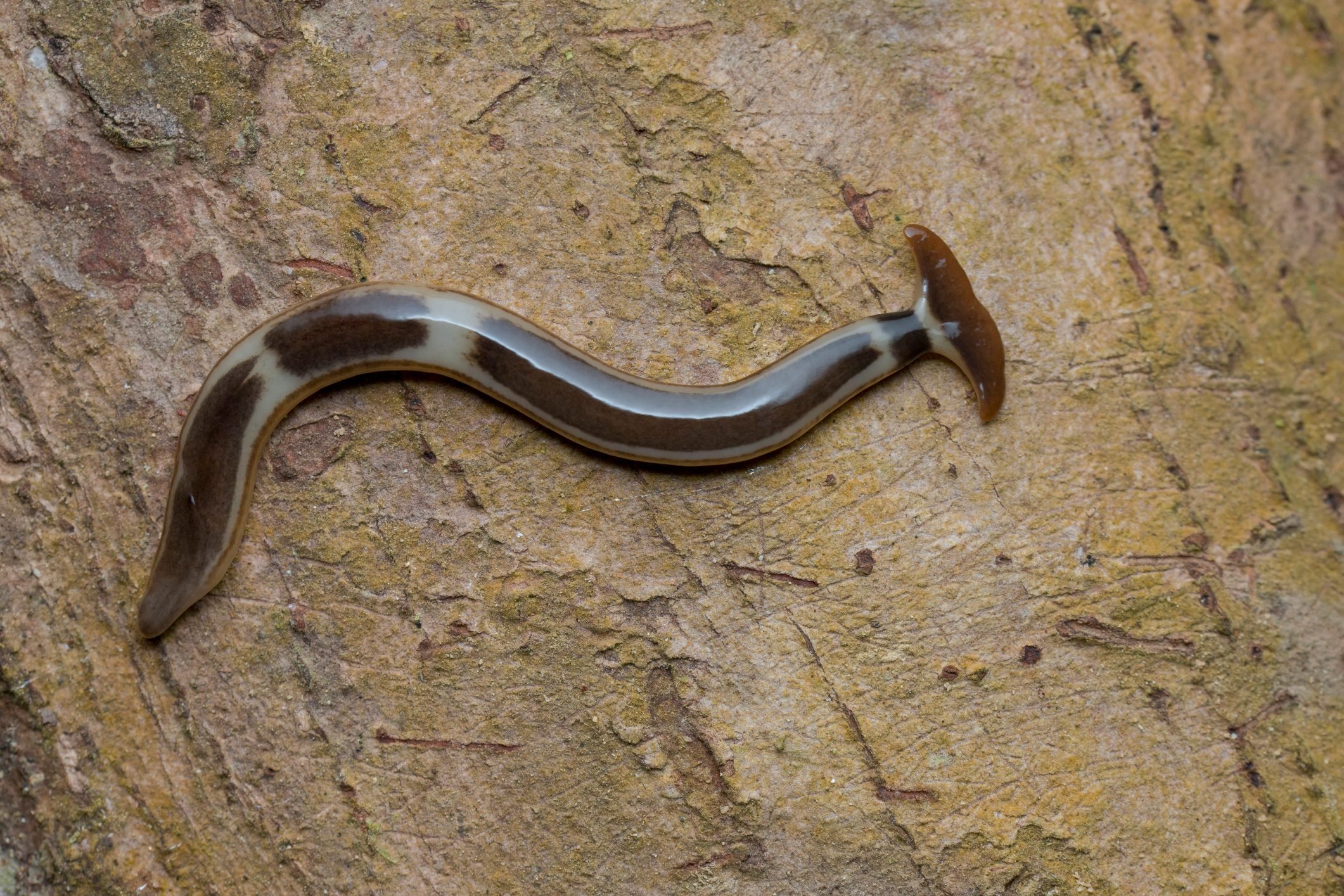 What Is a Hammerhead Worm?