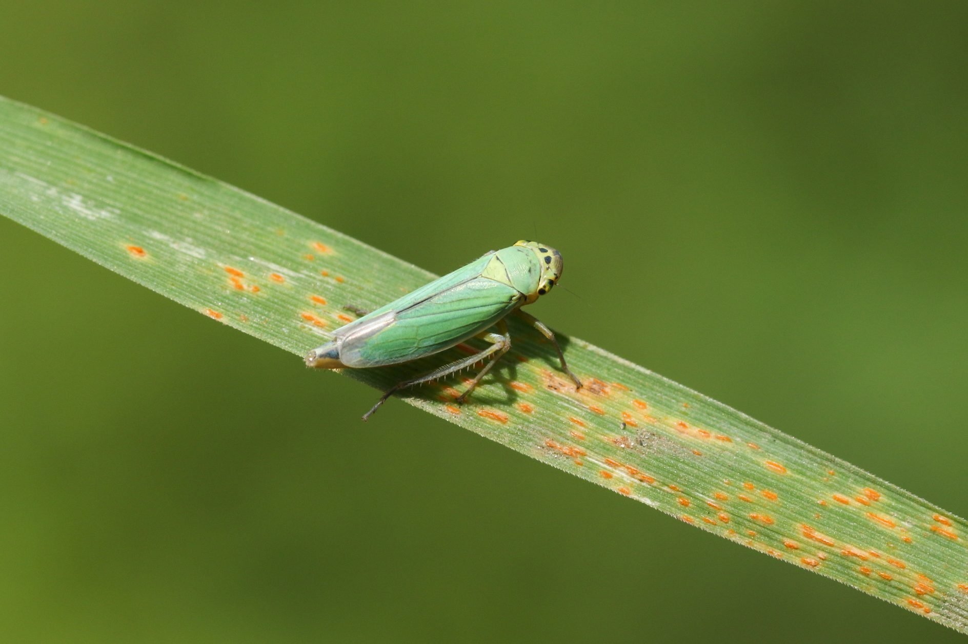 how to get rid of leafhoppers on balsam plant