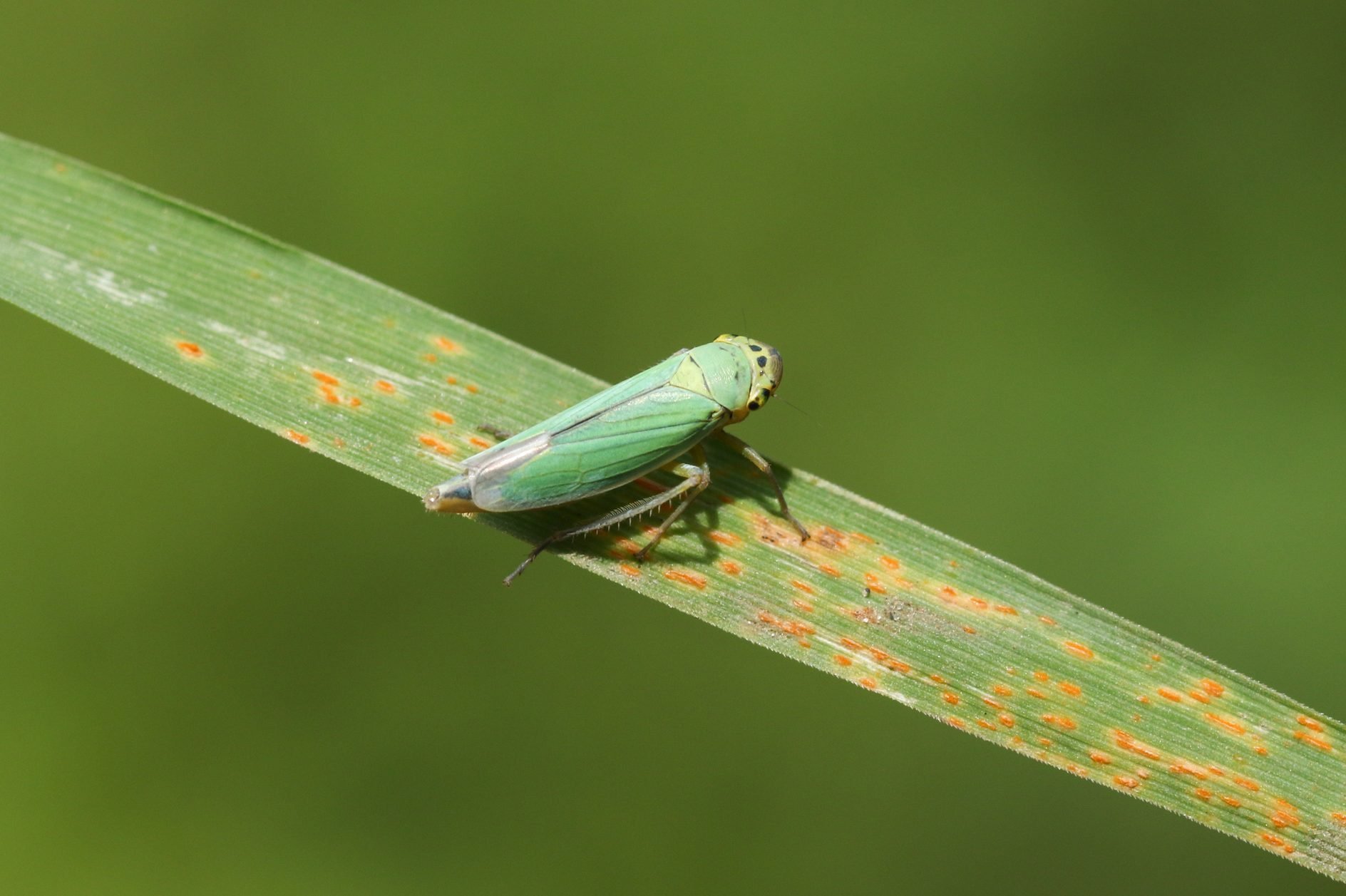 What Are Leafhoppers and How Do I Get Rid of Them?