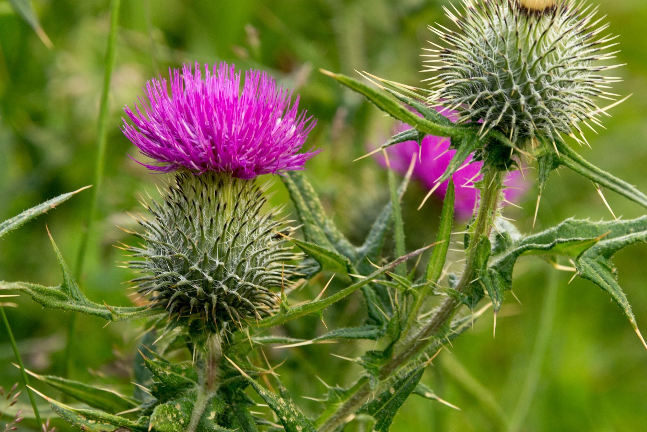 What Is Canada Thistle and How Do I Get Rid of It?