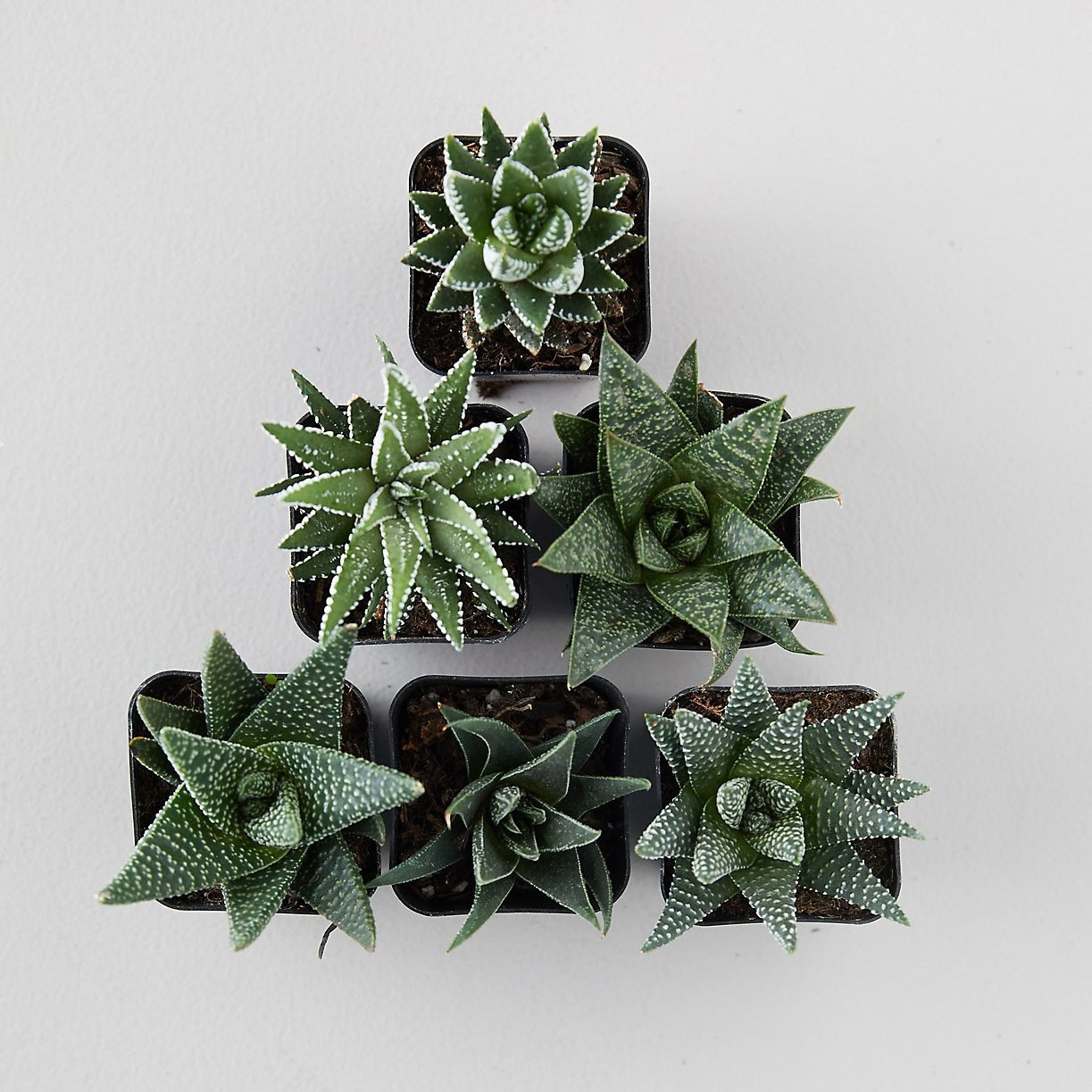 Haworthia Succulent Collection Ecomm Via Shopterrain.com