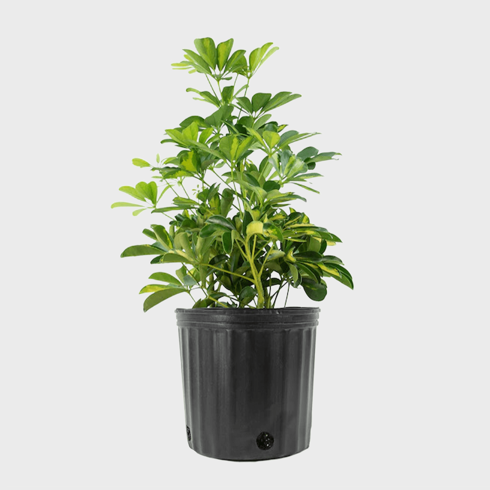 Schefflera Aboricola Gold Ecomm Via Lowes