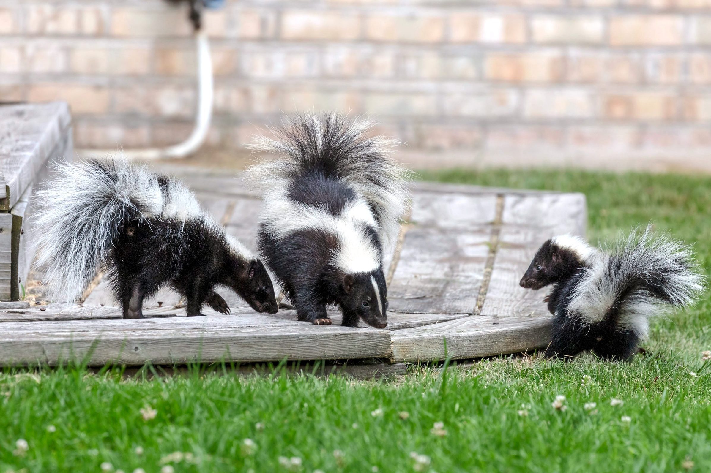What Homeowners Need To Know About Skunks