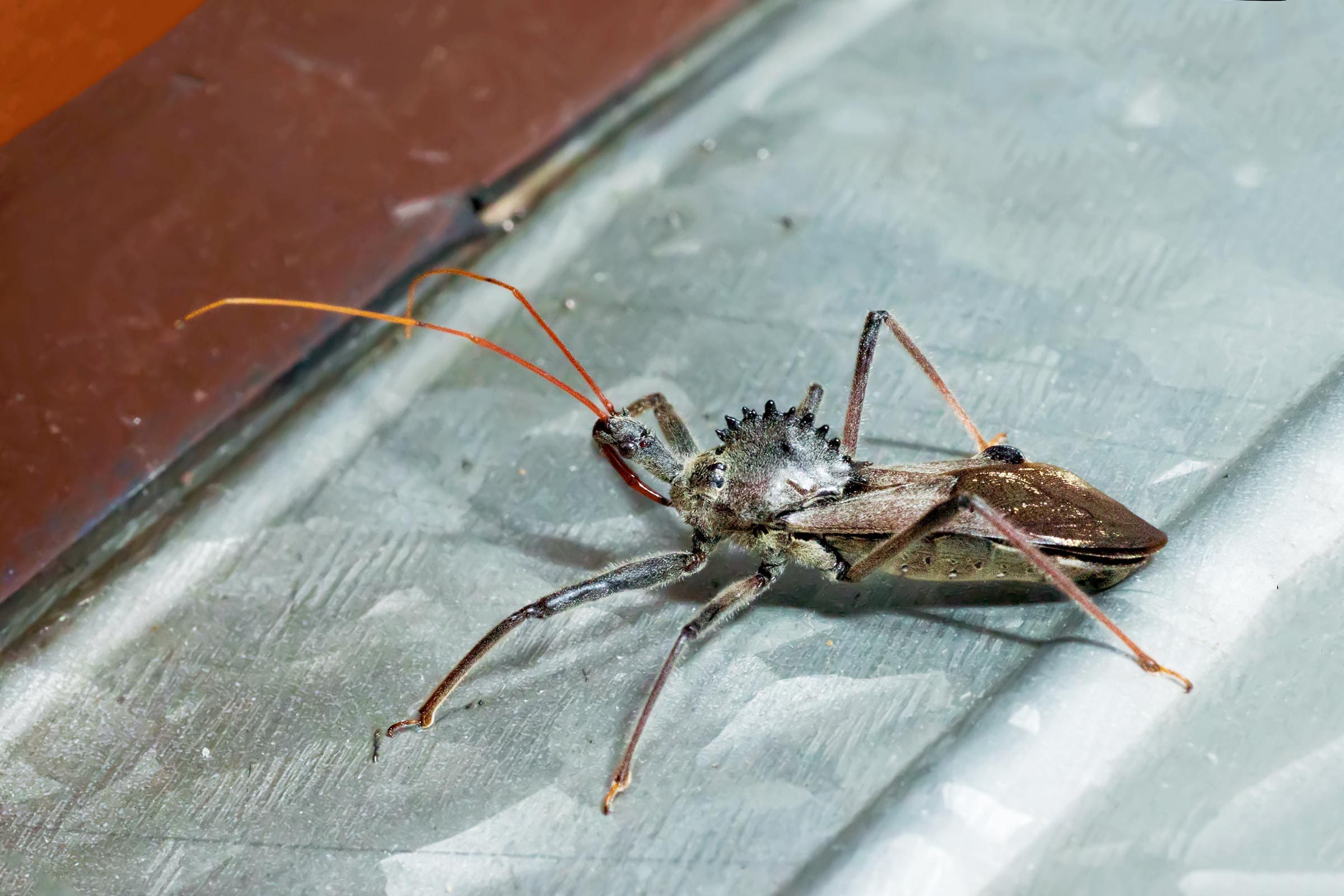 What To Know About Assassin Bugs