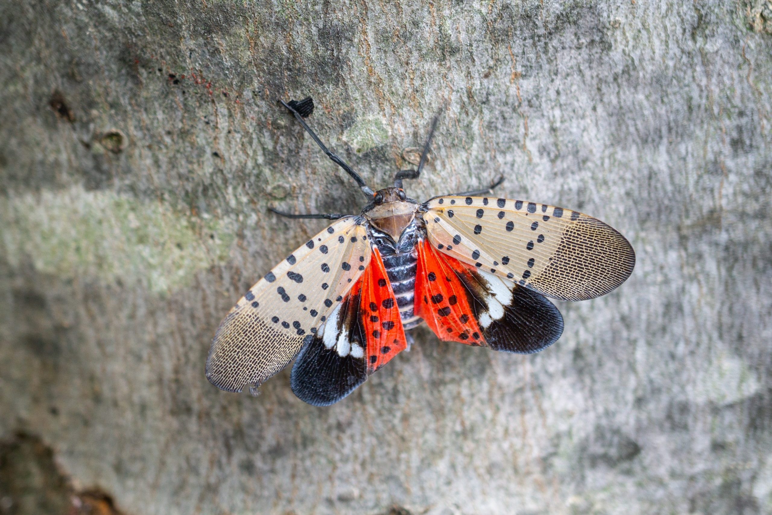 The Mediterranean Pantry Moth Species - A Homeowners Guide