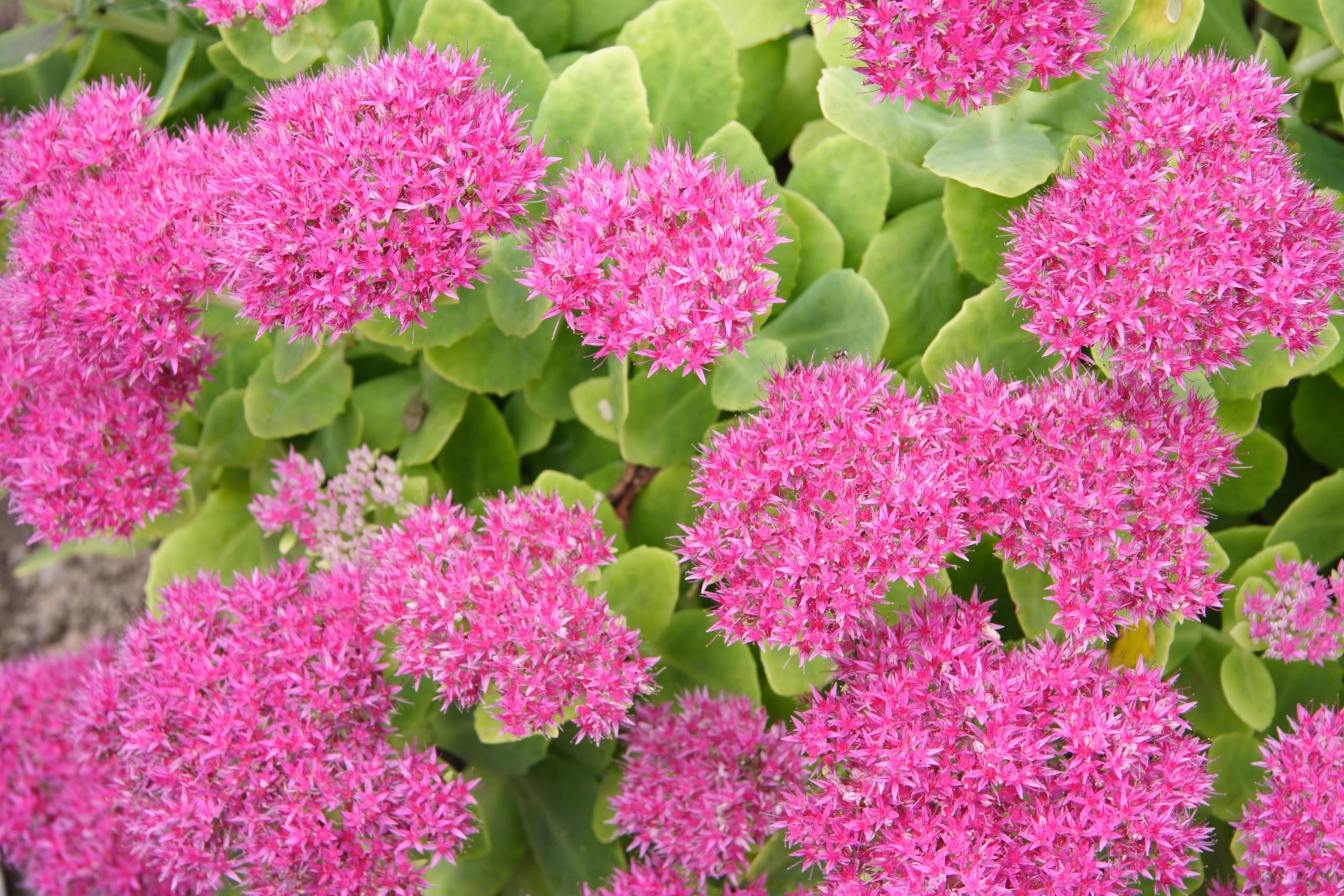 20 Best Perennials That Bloom Year After Year