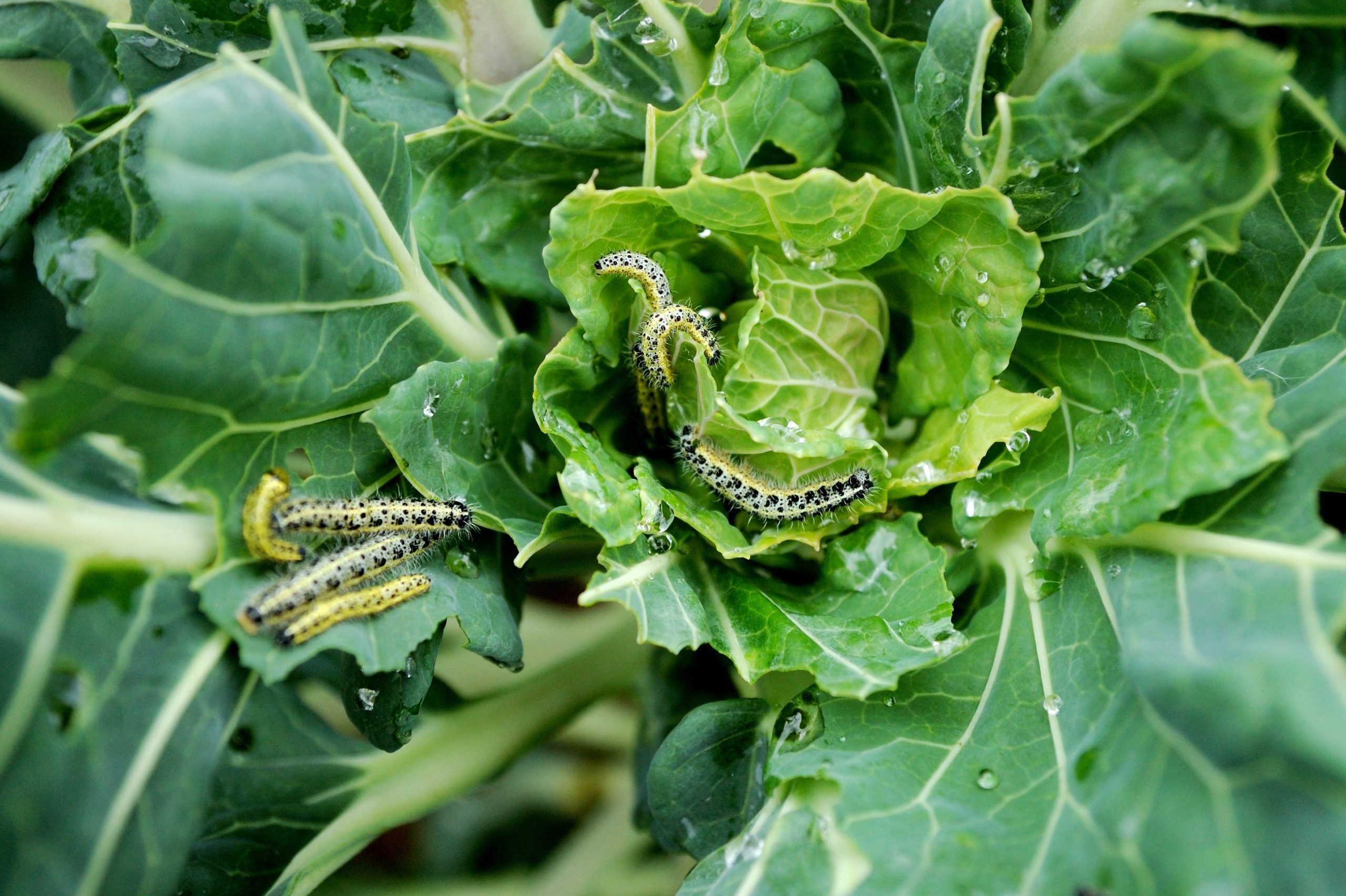 Homeowner's Guide To Garden Pest Control