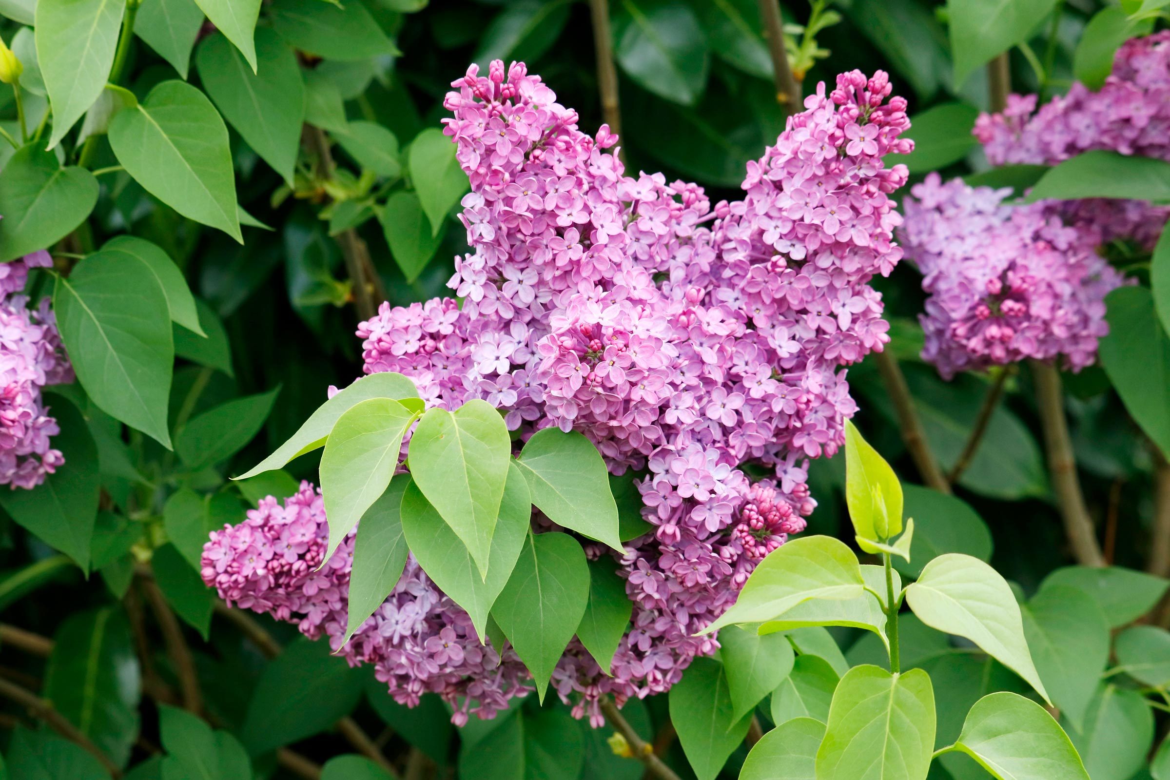 Key Differences Between Lilac Bushes and Lilac Trees