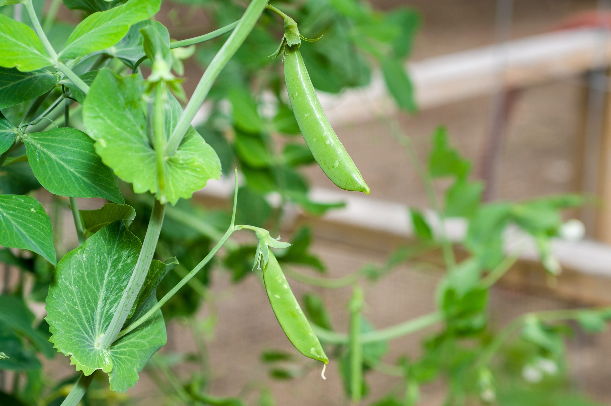 Sugar snap peas (Pisum sativum var. macrocarpon) in the garden