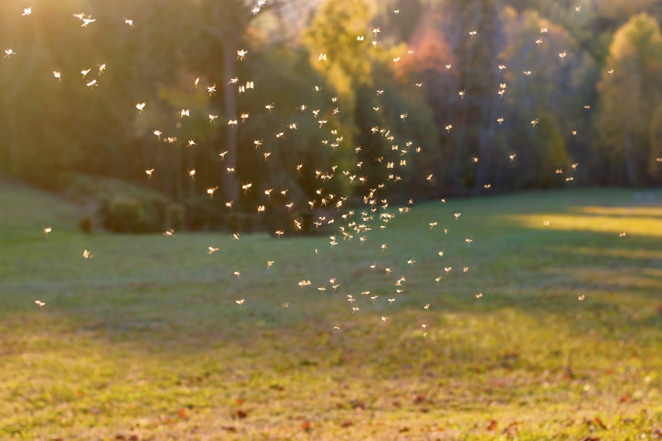 7 Tips on How to Repel Mosquitoes