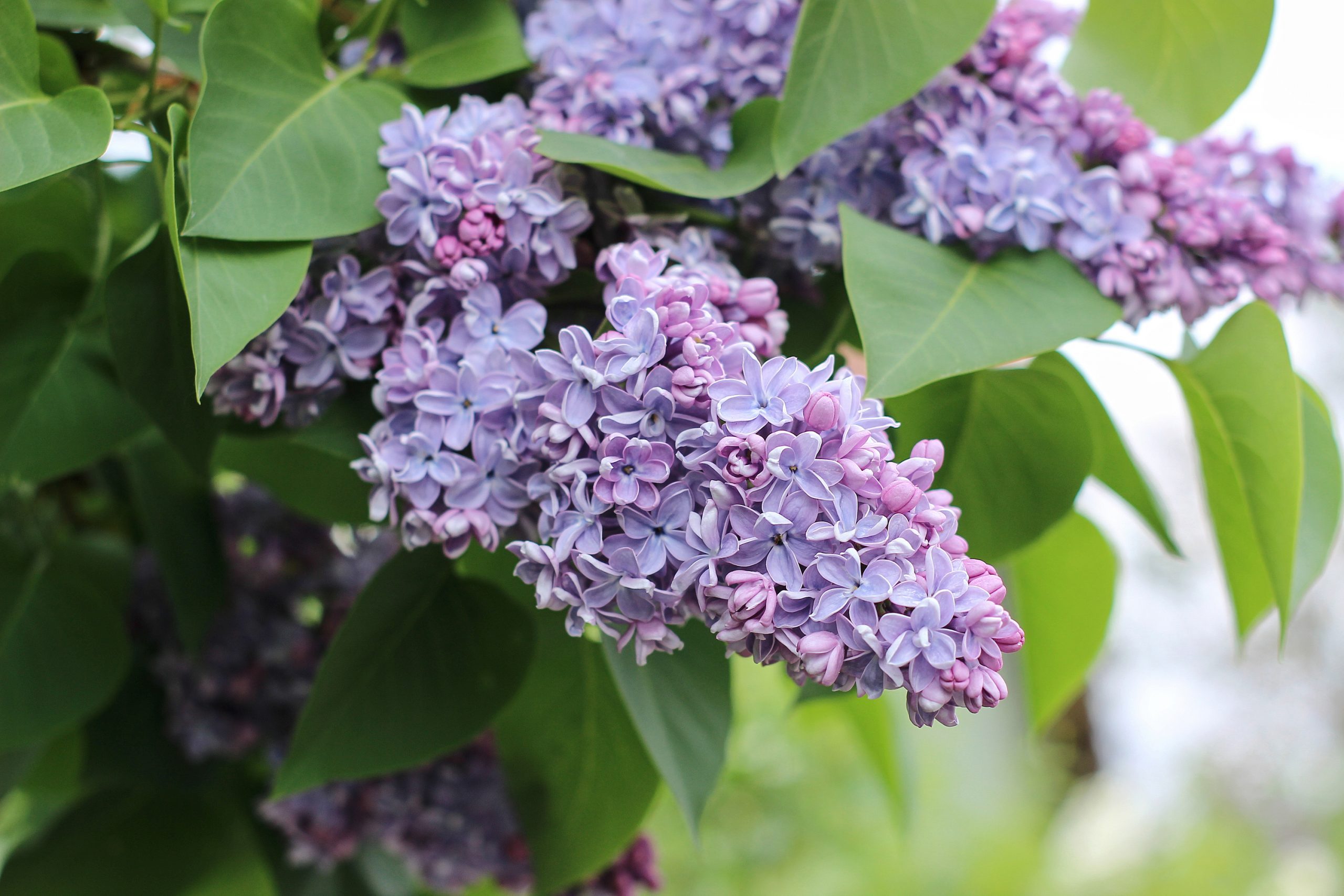 How To Grow and Care for Lilac Bushes