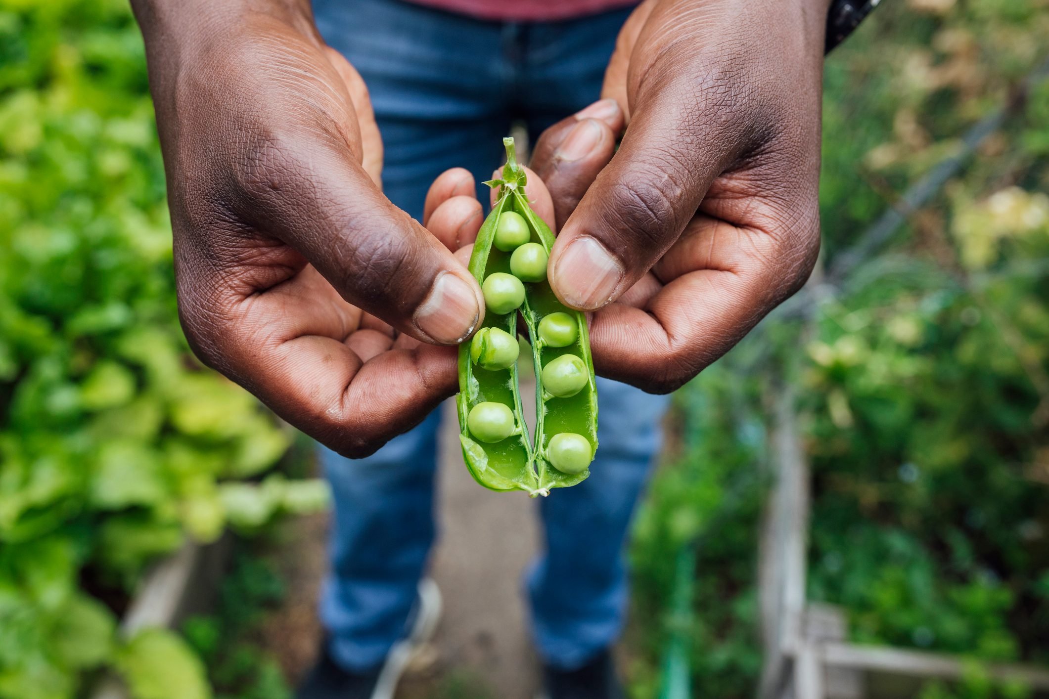 Organic Pea Pod grown in a home garden