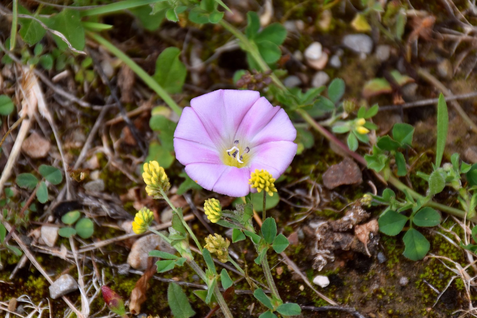 What Is Bindweed and How Do I Get Rid of It?