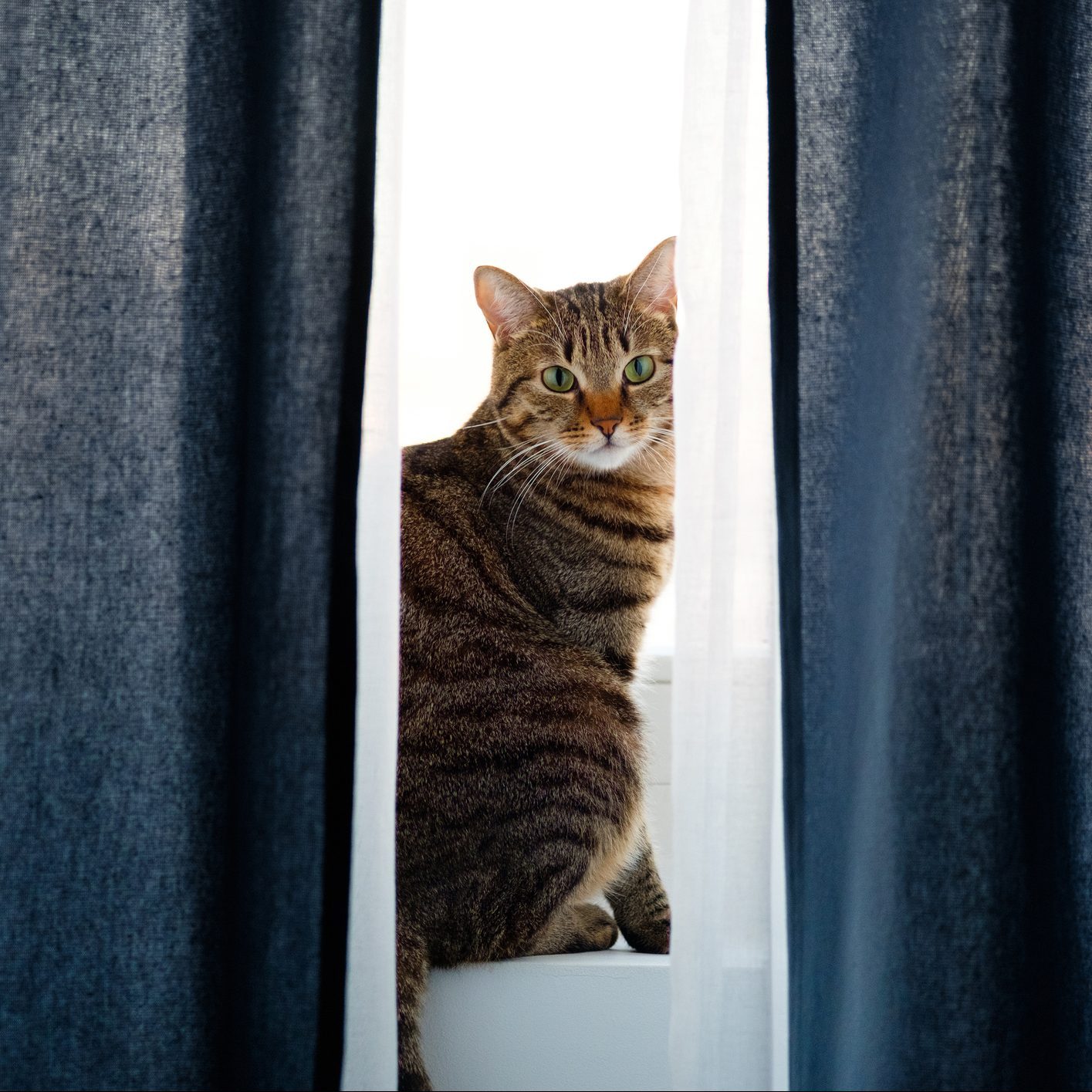 A domestic gray striped cat sits behind a DIY curtain for hiding the litter box