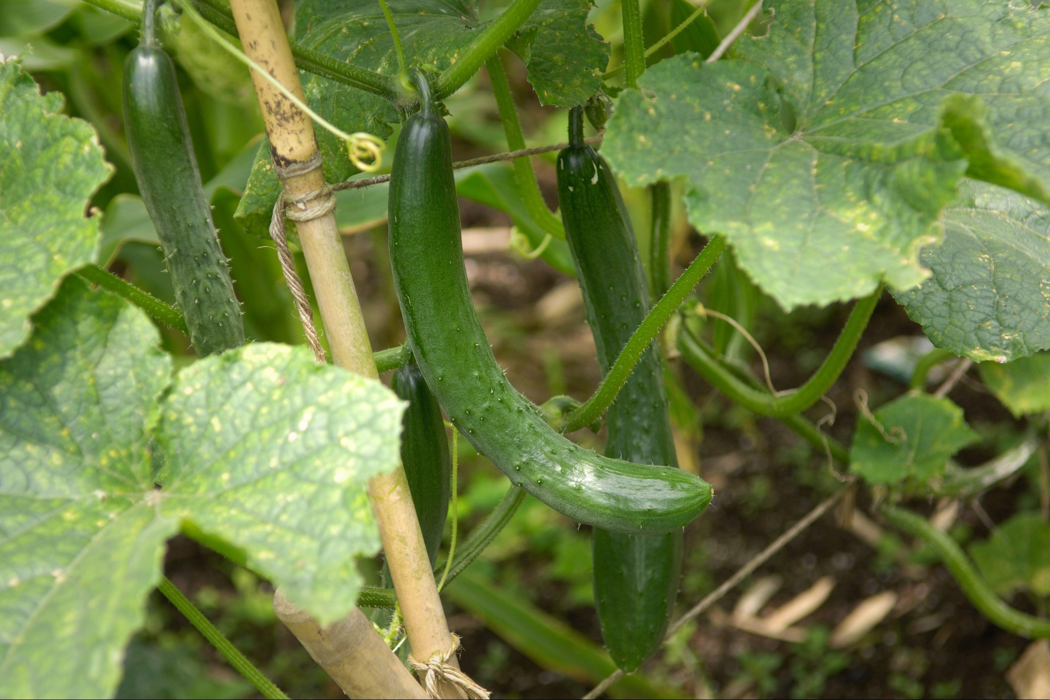 How to Grow Cucumbers