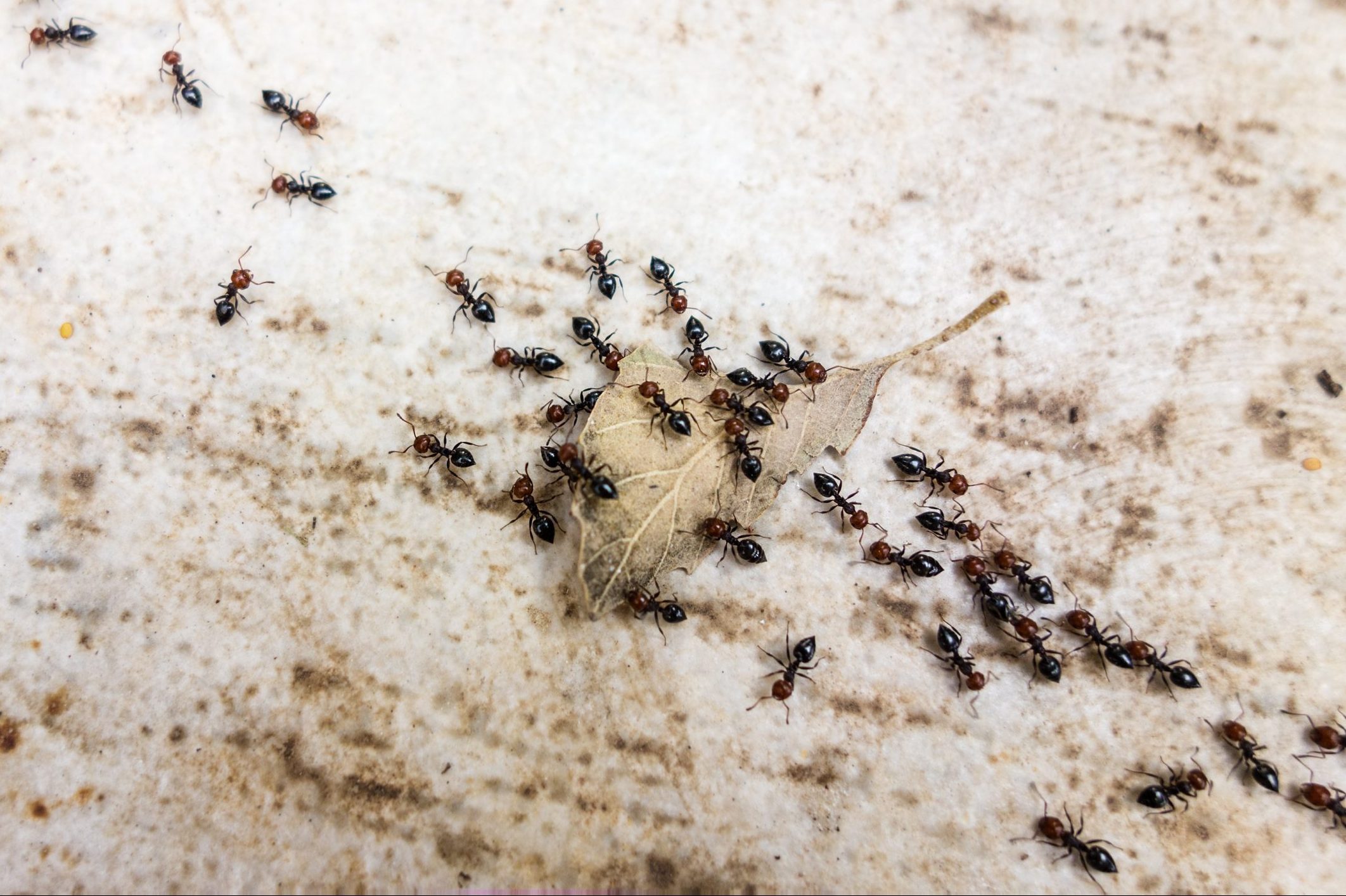 10 Best Home Remedies to Get Rid of Ants (Plus One To Stop Using)