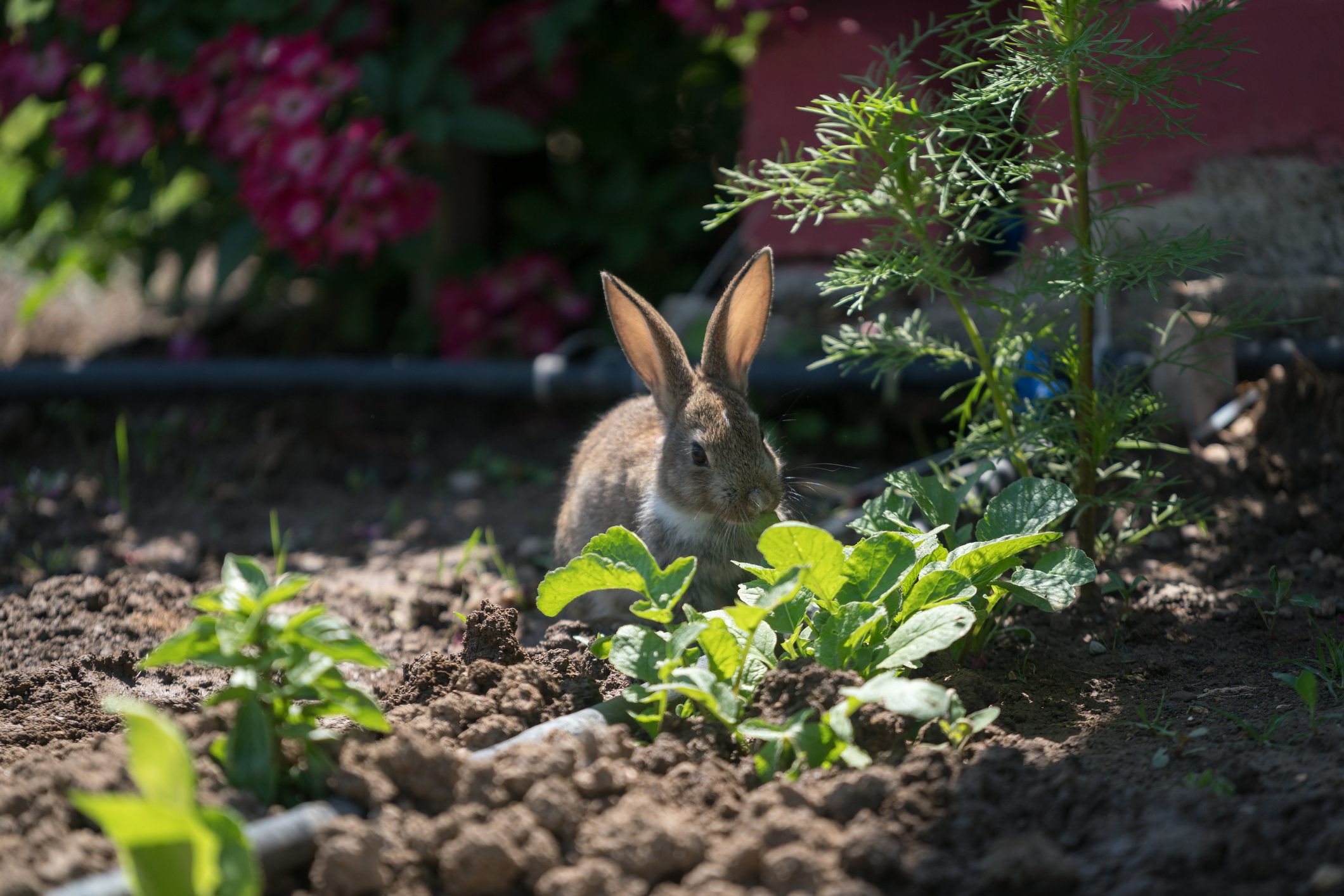 12 Misunderstood Animal Pests in Your Yard