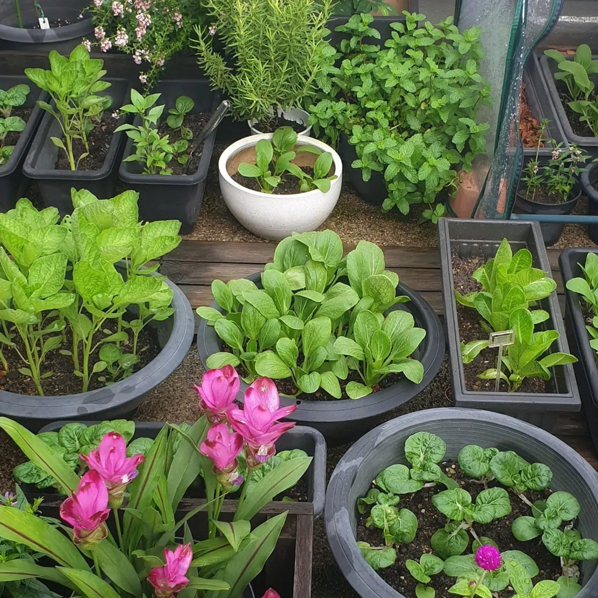 https://www.familyhandyman.com/wp-content/uploads/2022/06/Balcony-Container-Vegetable-Garden-courtesy-@bendi.kangkong-via-instagram.jpg?fit=700%2C700