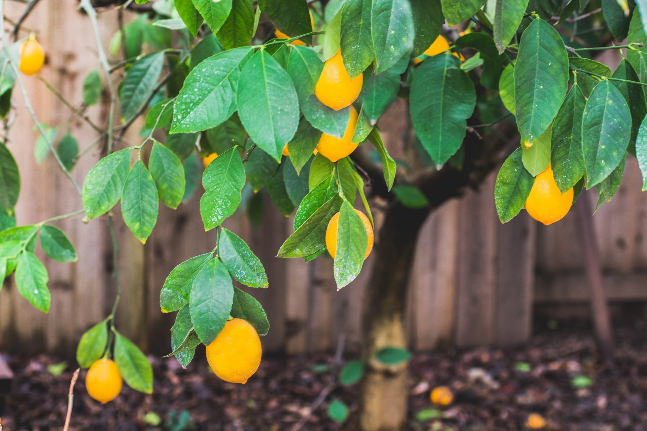 Ripe California Meyer lemons ready for harvest