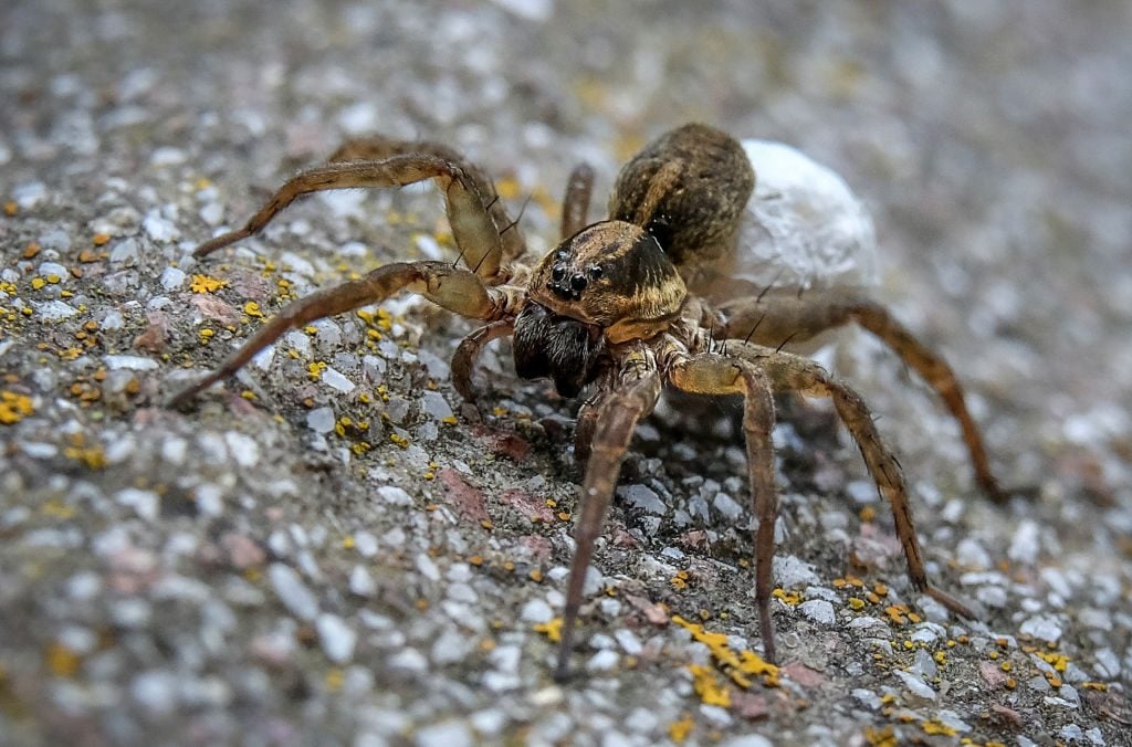 Wolf Spider at my house - Dave's Pest Control