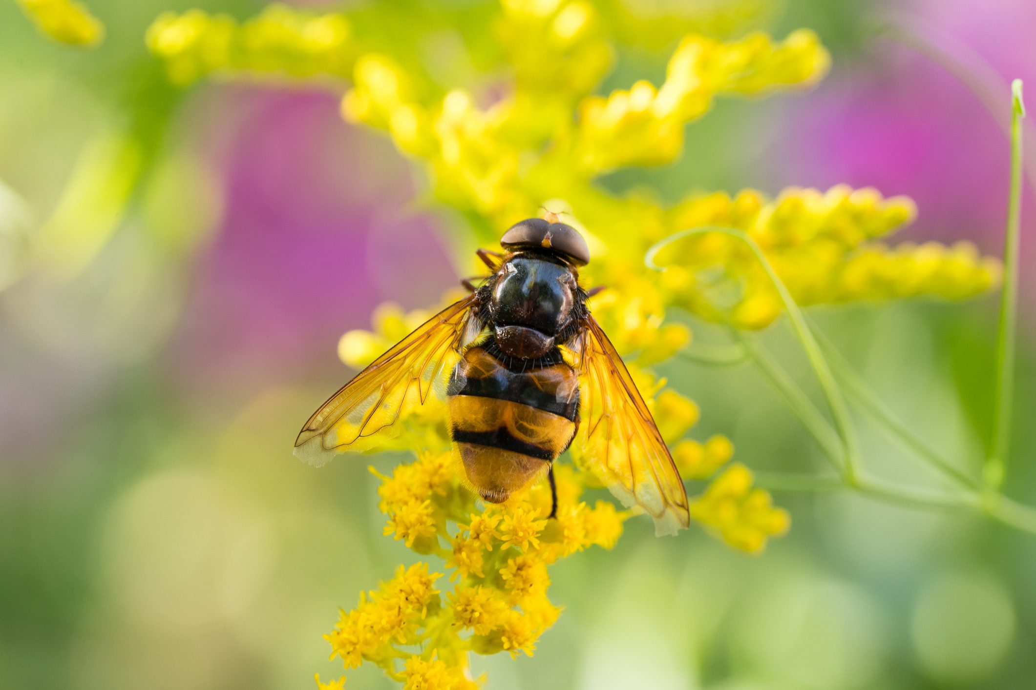 Plants That Support Pollinators' Full Life Cycle